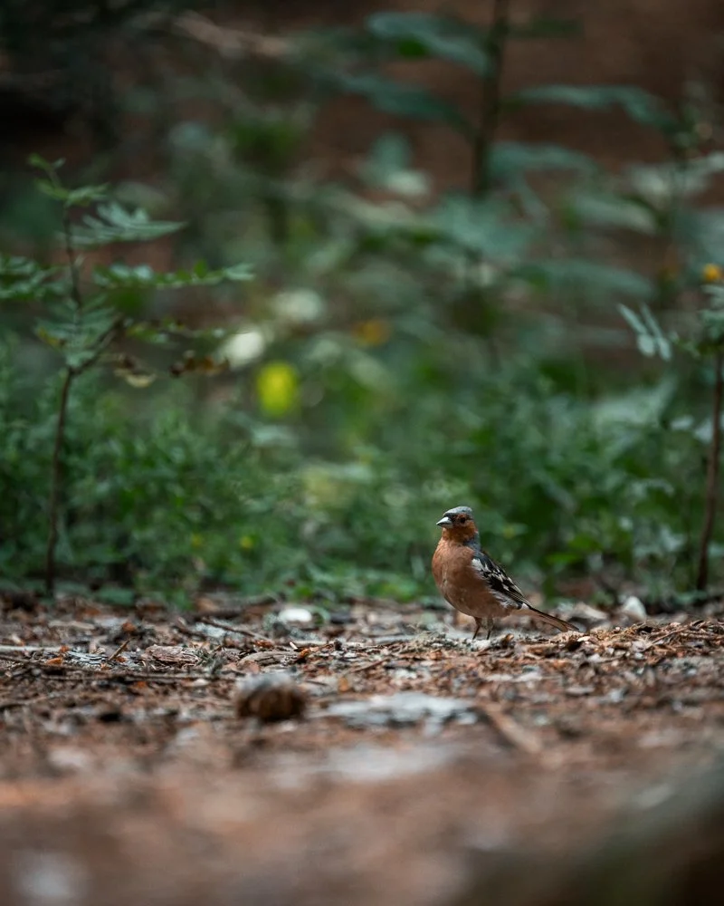 Ein einzelner brauner Vogel mit weißen Flecken auf den Flügeln sitzt auf dem Boden in einem bewaldeten Bereich. Buchfink