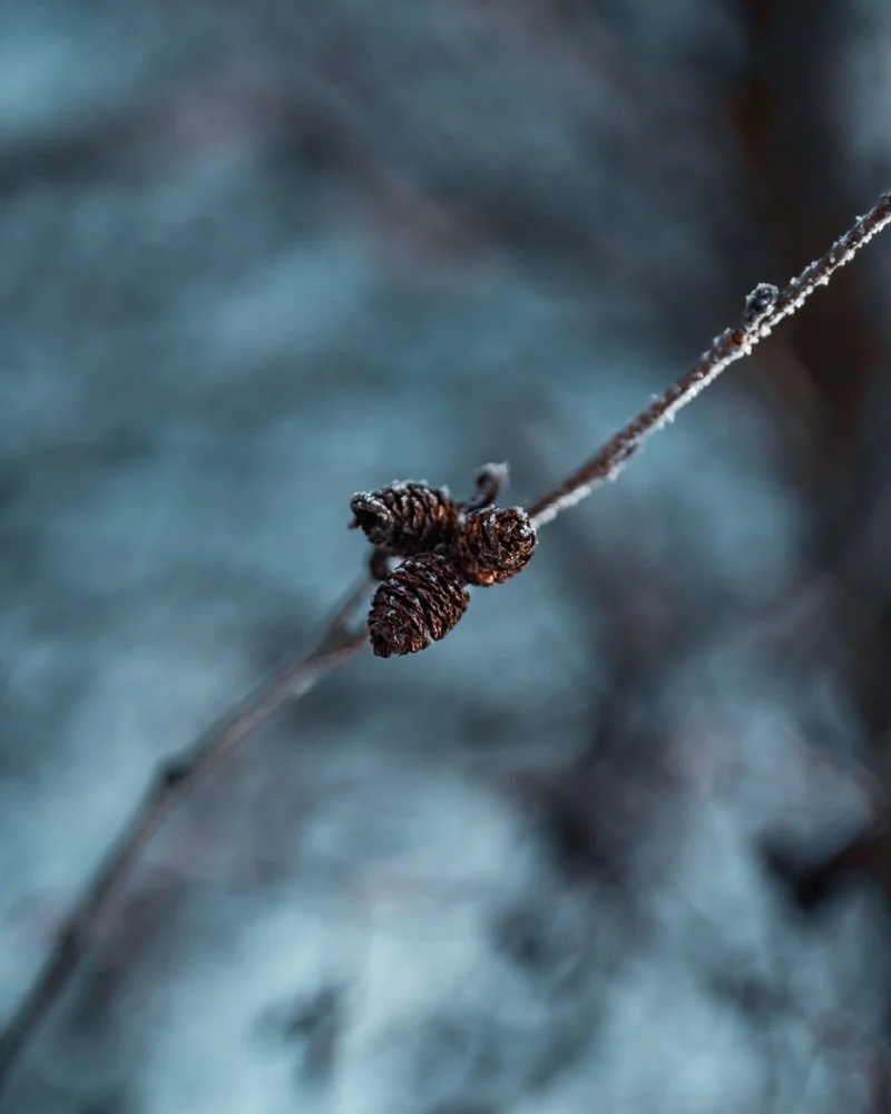 Ein Zweig mit getrockneten, verholzten Fruchtkapseln oder Samen, bedeckt mit Frost, auf einem unscharfen, frostigen Hintergrund.