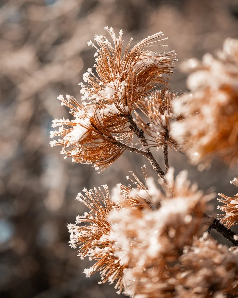 Braune getrocknete Nadeln eines Baumes mit Frost darauf, im Sonnenlicht