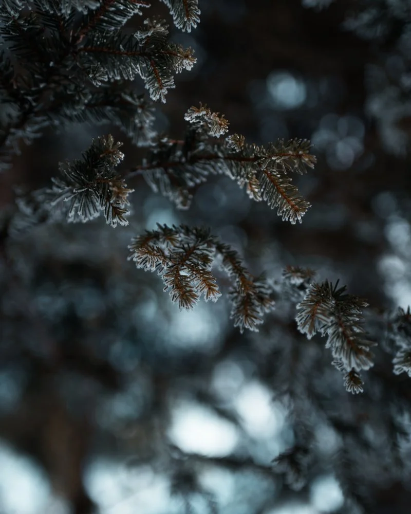 Frostbedeckte Tannenzweige im dunklen Hintergrund.