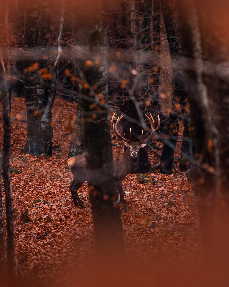Ein Hirsch mit großen Geweihen steht in einem Laubwald im Herbst, hinter einem vernebelten Fenster.