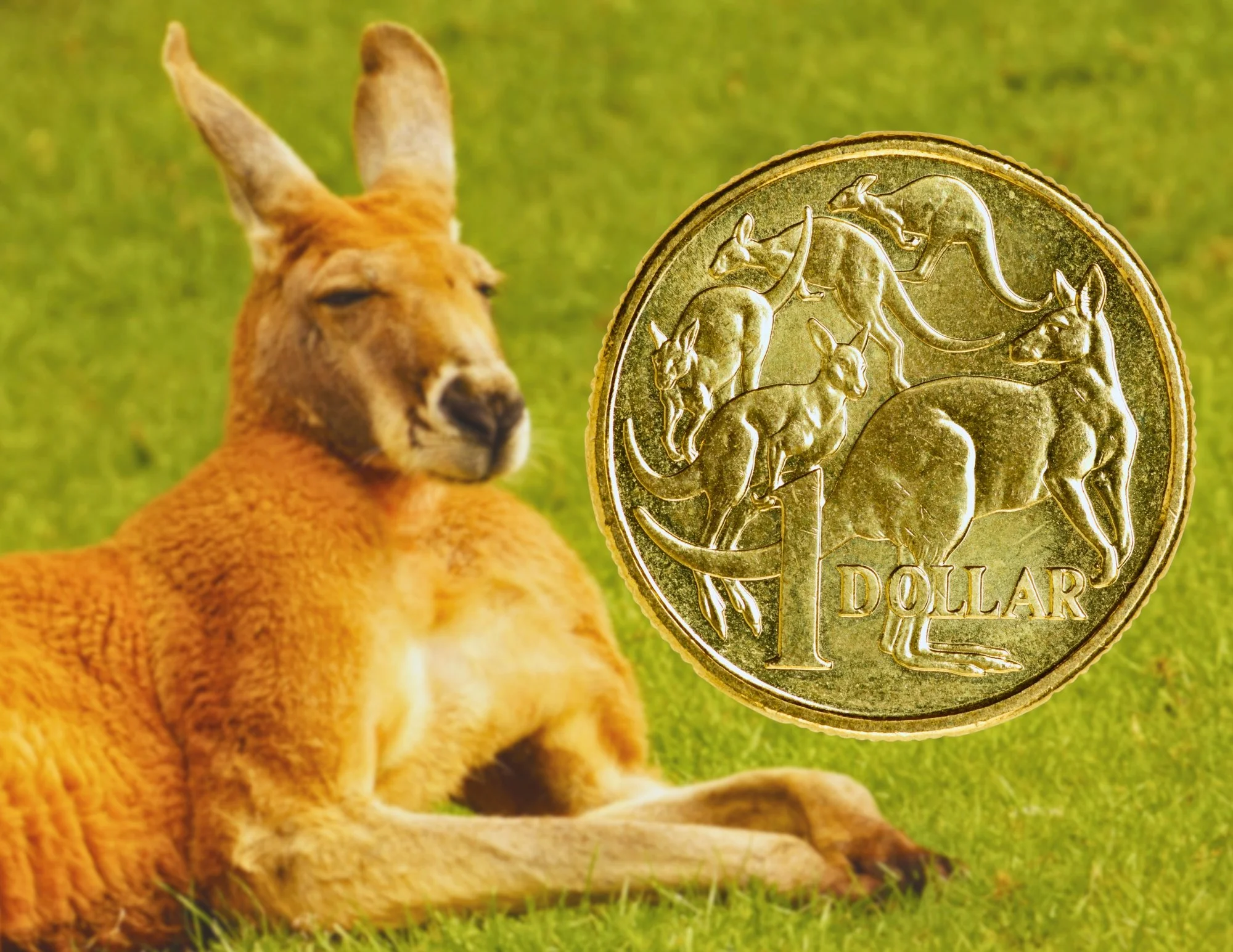 Animals Featured on Coins Around the World