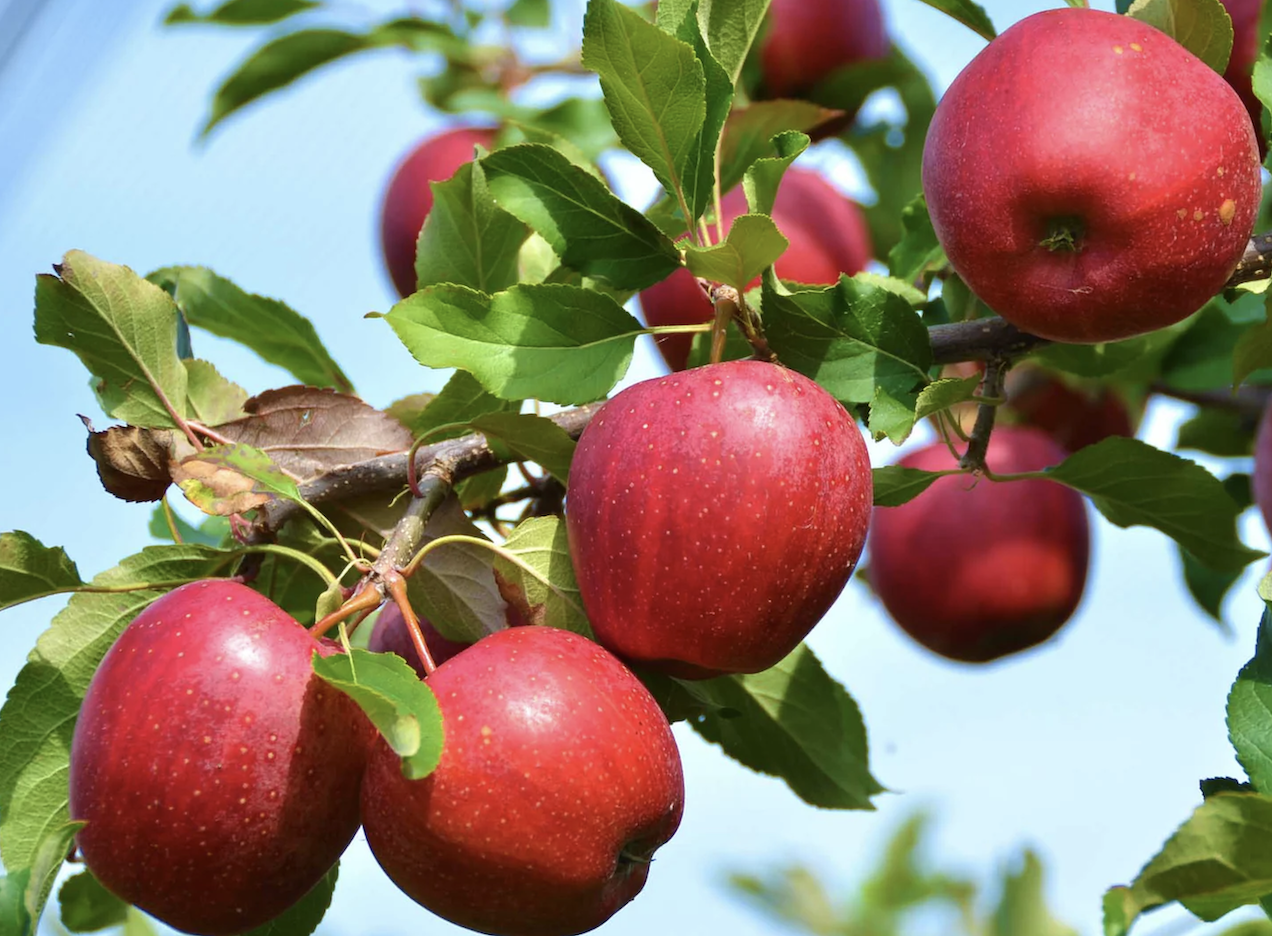 liberty apples (by the pound)
