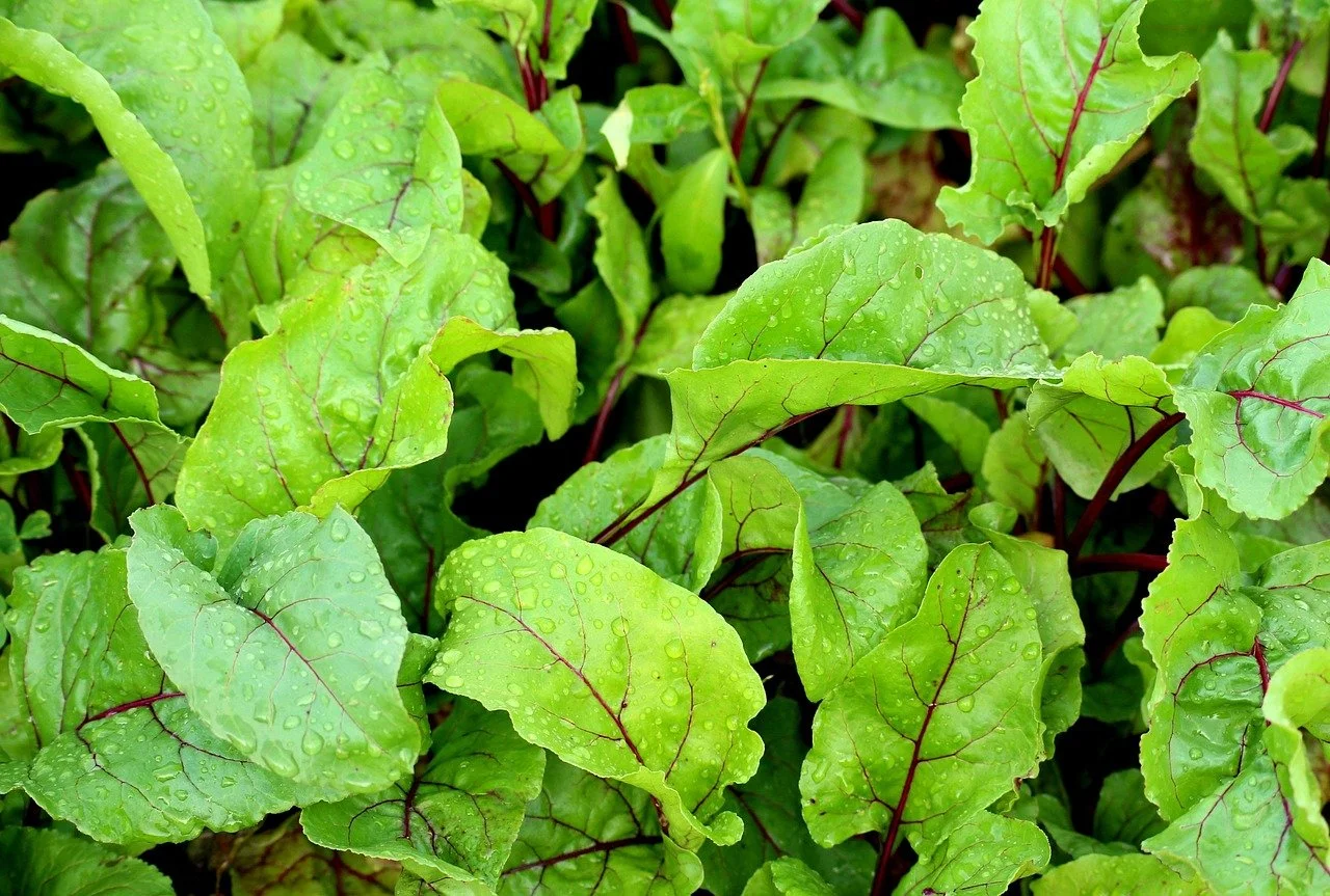 Beet greens (by the bunch)