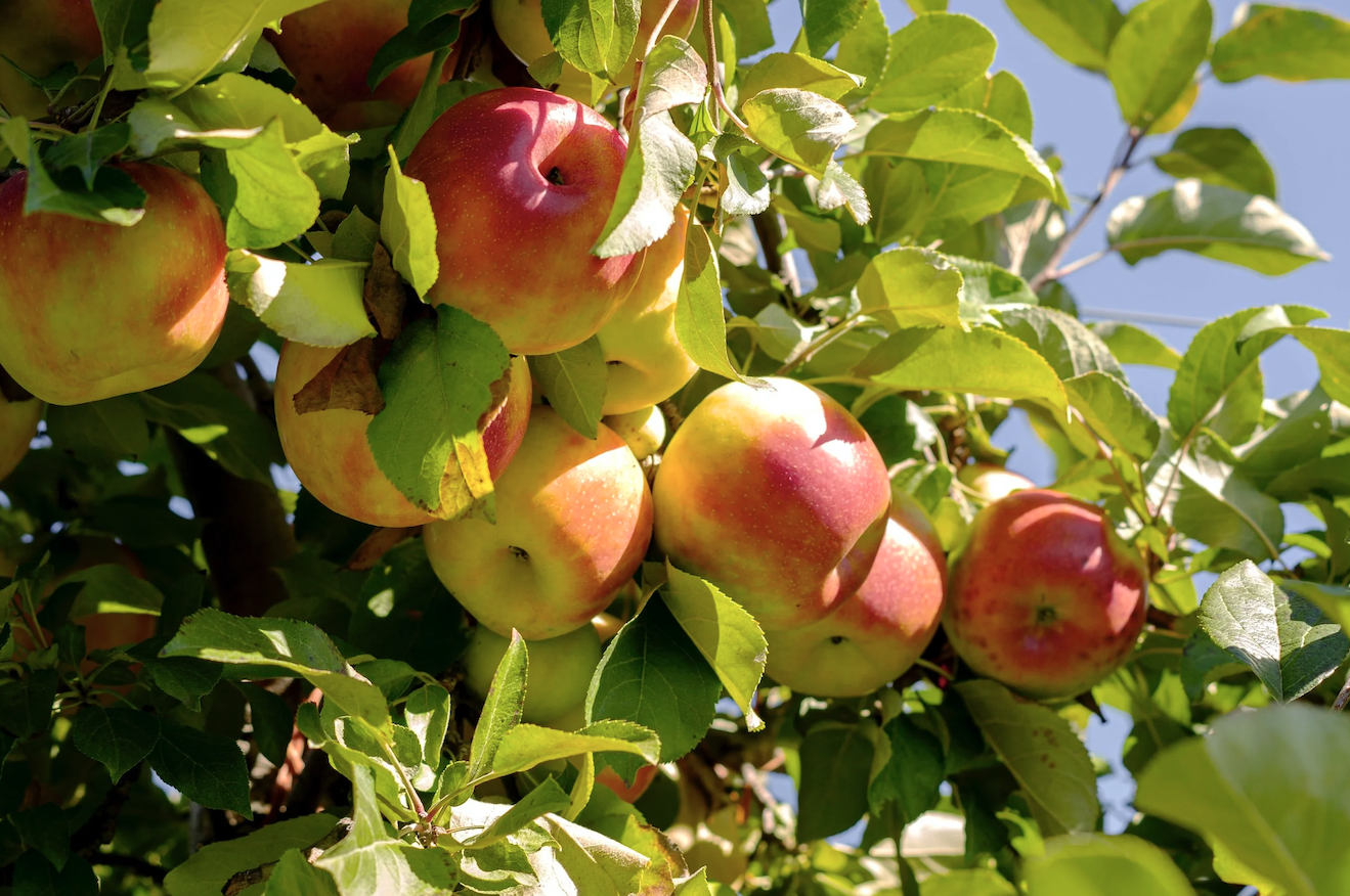 cortland apples (by the pound)