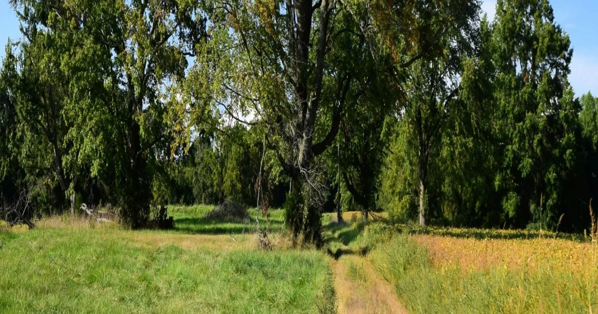 rural septic site evaluation conducted on open land