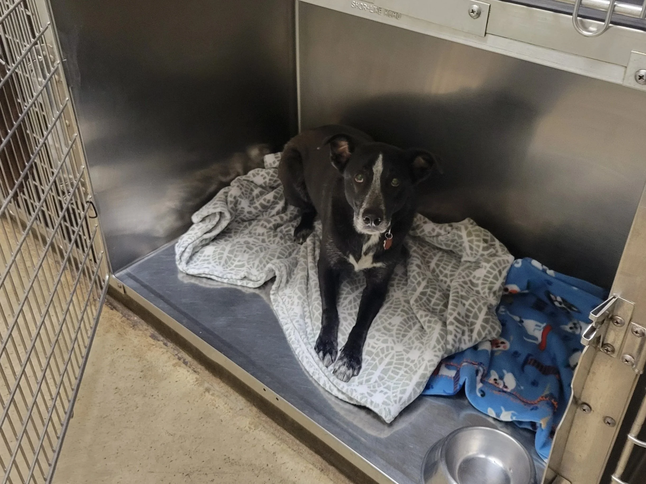 A small black dog with white markings on its chest and face lying on a blanket inside a metal kennel. There is a blue fleece blanket with cartoon animals and a stainless steel bowl nearby.
