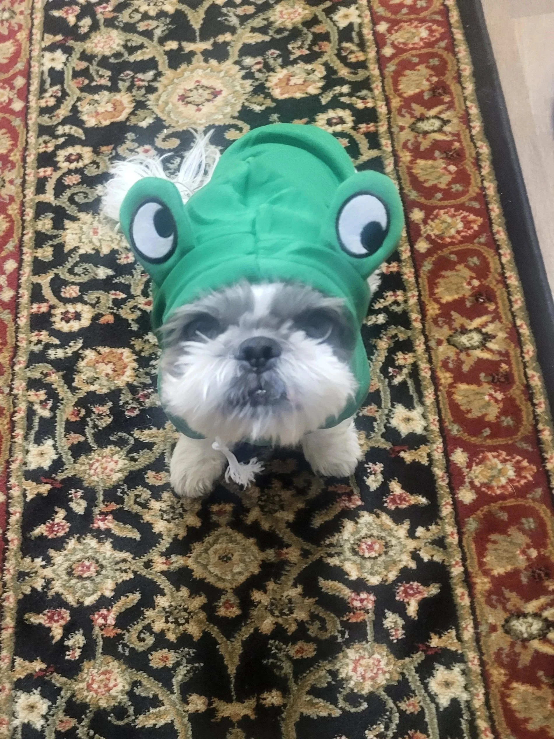 Ace - Hermit the Frog