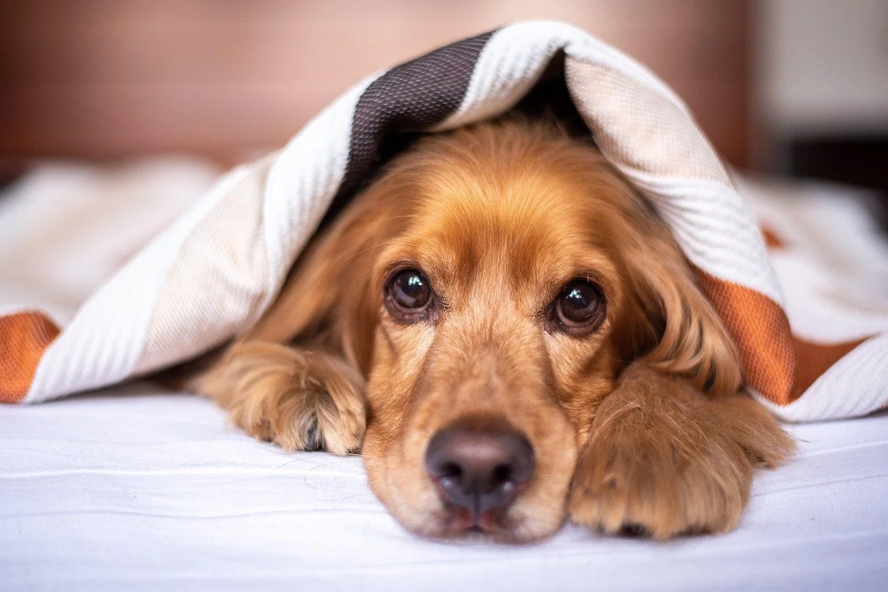 A golden retriever dog lying on a bed, partially covered with a blanket