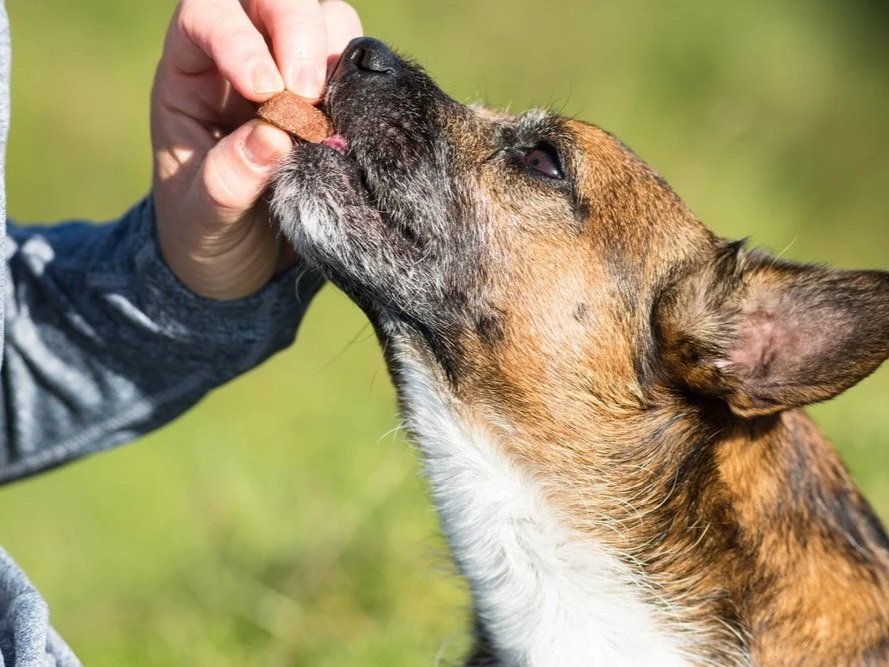 A person feeding a dog a treat outdoors with a green background.