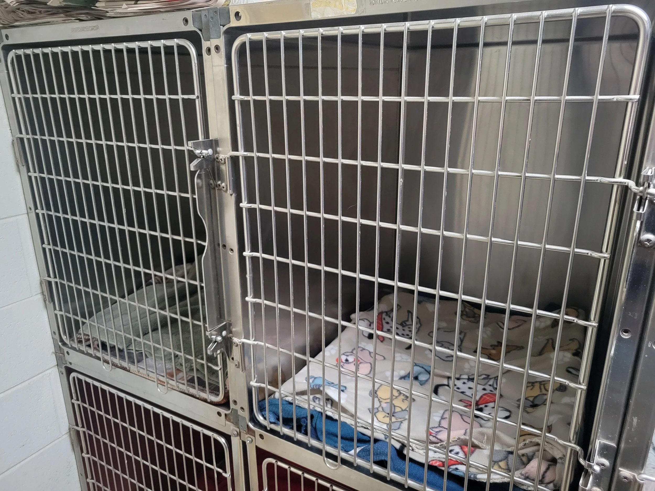Two small dogs in separate stainless steel cages. One cage is closed, and the other is open, revealing blankets inside.