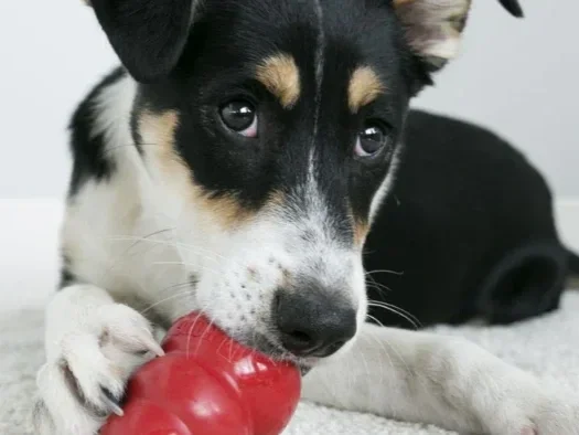 A black and white puppy with tan markings playing with a red chew toy.