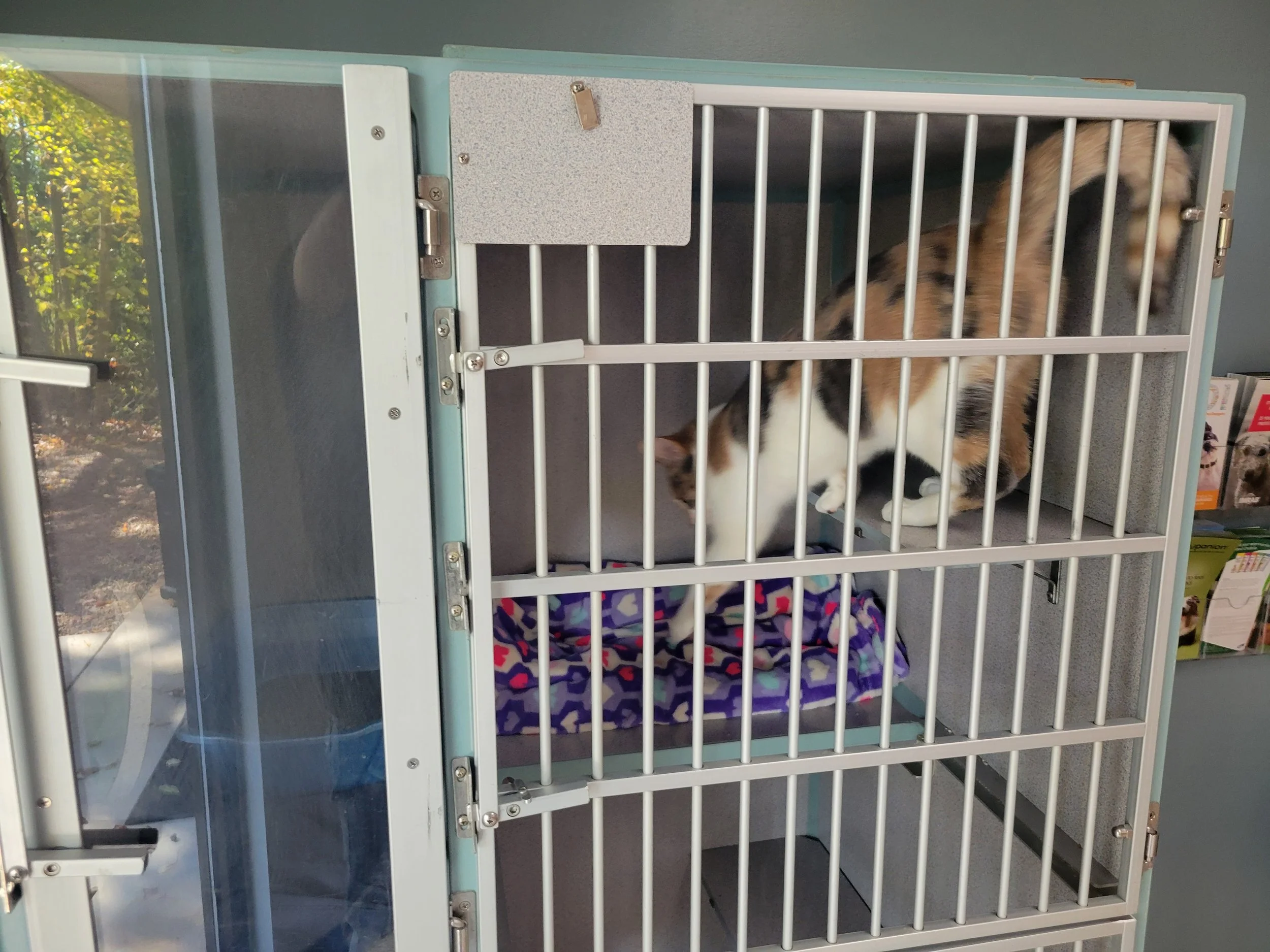 A calico cat inside a multi-level pet enclosure with metal bars, a blanket on the lower shelf, and a compartment with a clear door on the left side.