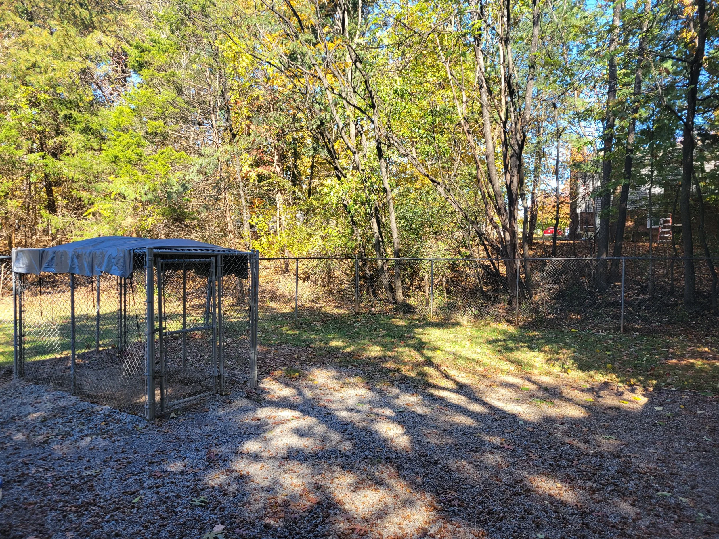 An outdoor backyard scene with a chain-link fence, trees with green and yellow leaves, and a small animal enclosure with a tarp cover on the left side. Sunlight filters through the trees, casting shadows on the ground.