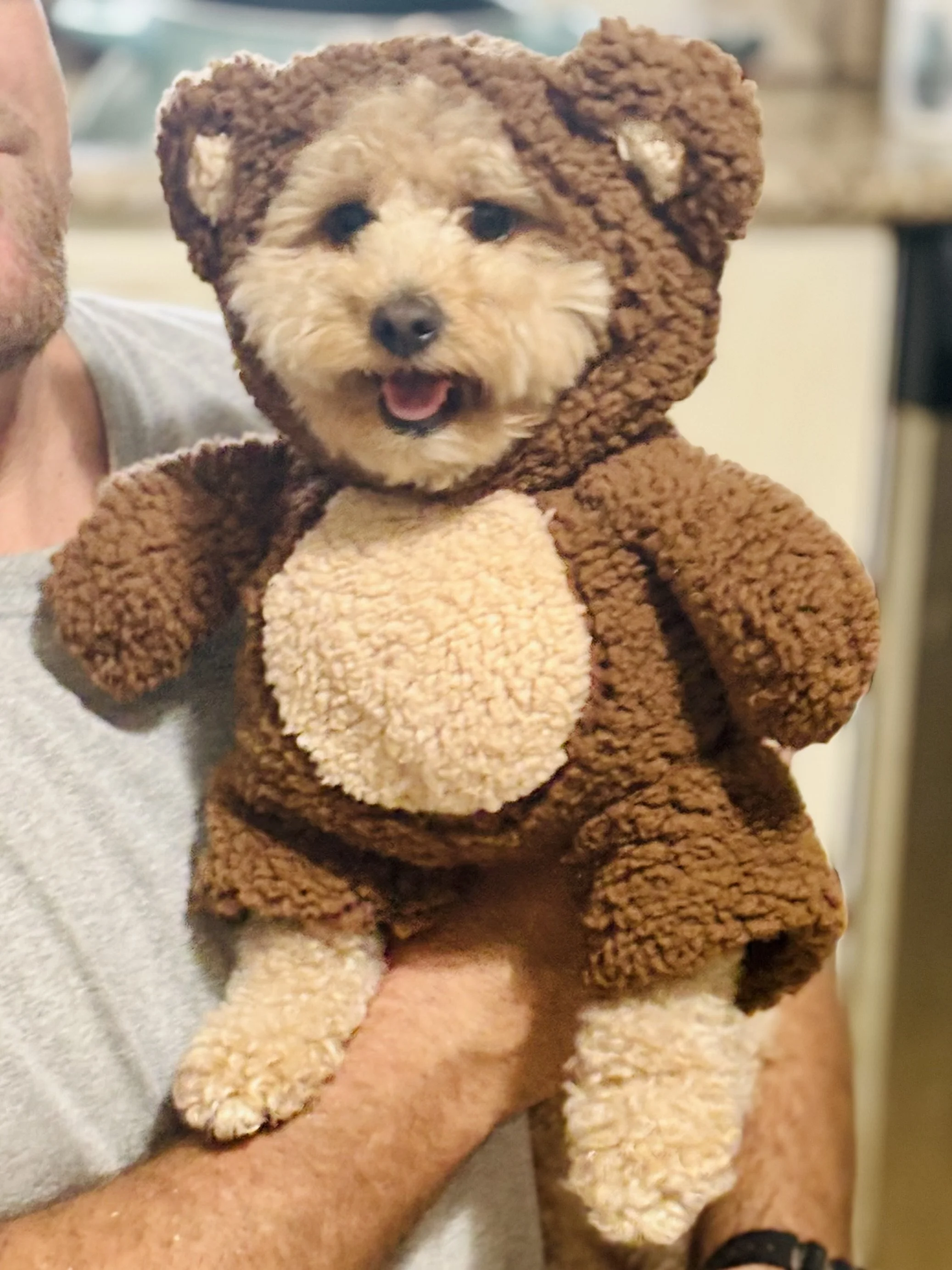 Sir Charleston Barkley - Teddy Bear