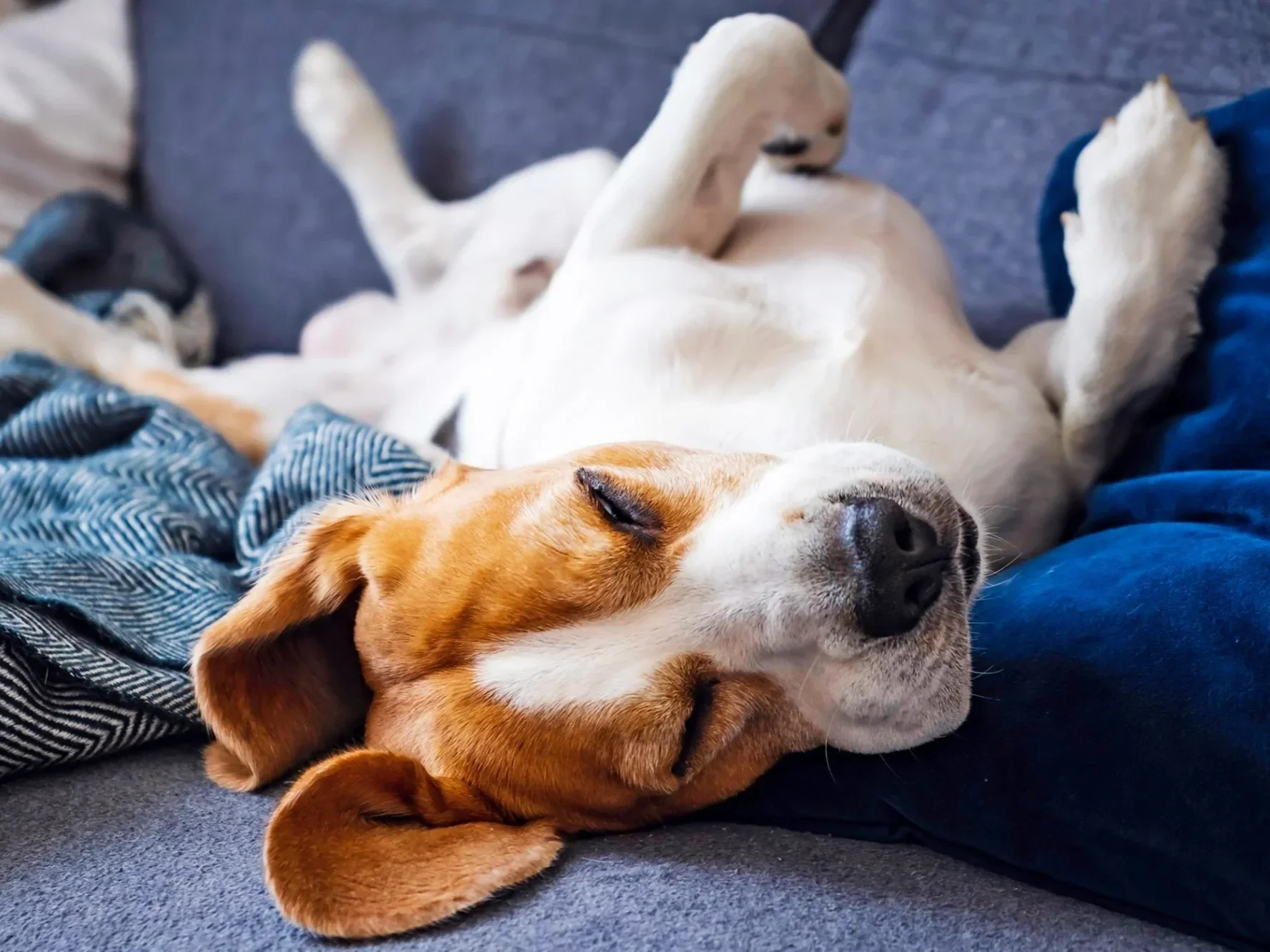 A beagle dog sleeping on a couch, lying on its back with its paws up, eyes closed, and head resting on a blue cushion.