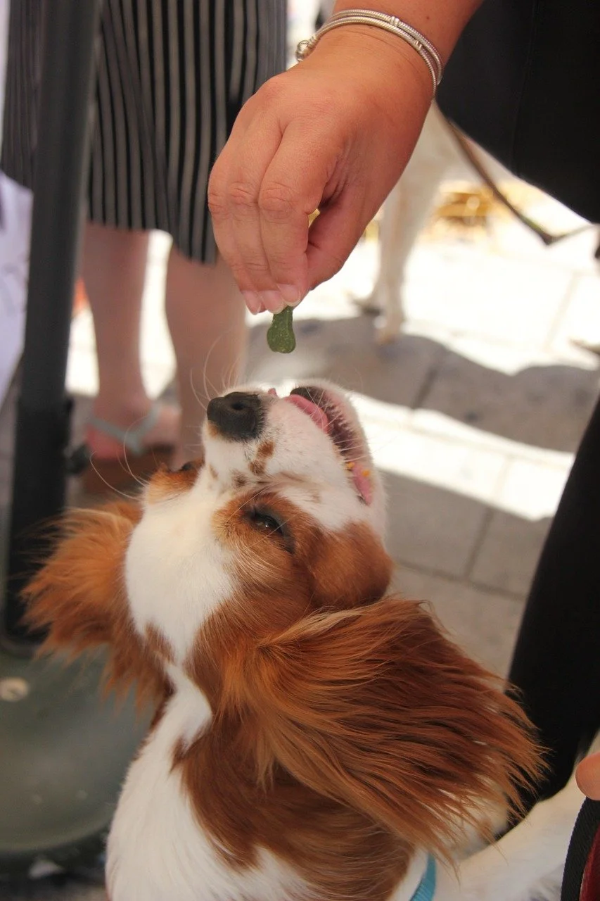 A person feeding a dog a green treat outdoors.