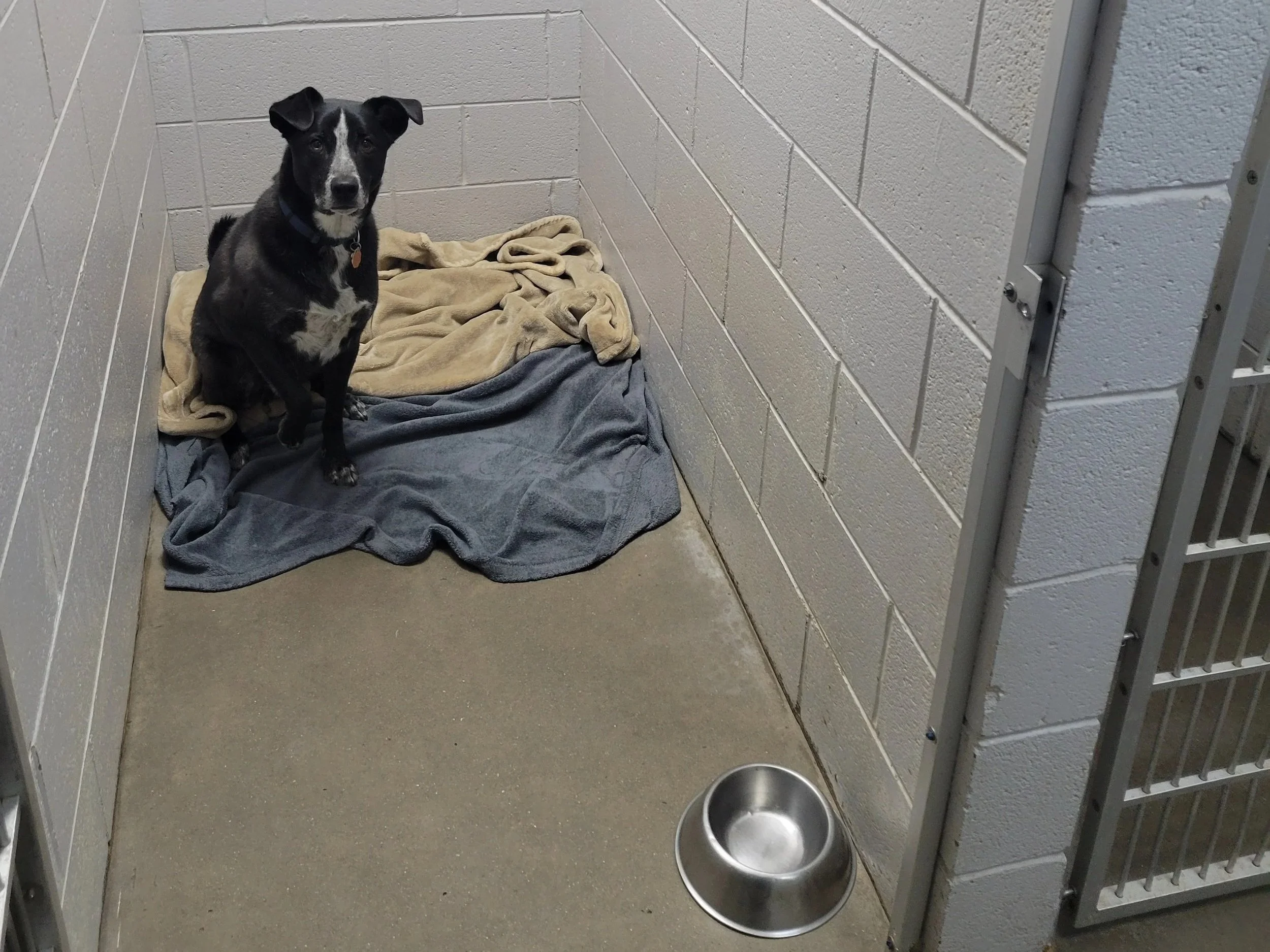 A black and white dog sitting on blankets in a kennel with a stainless steel bowl nearby.