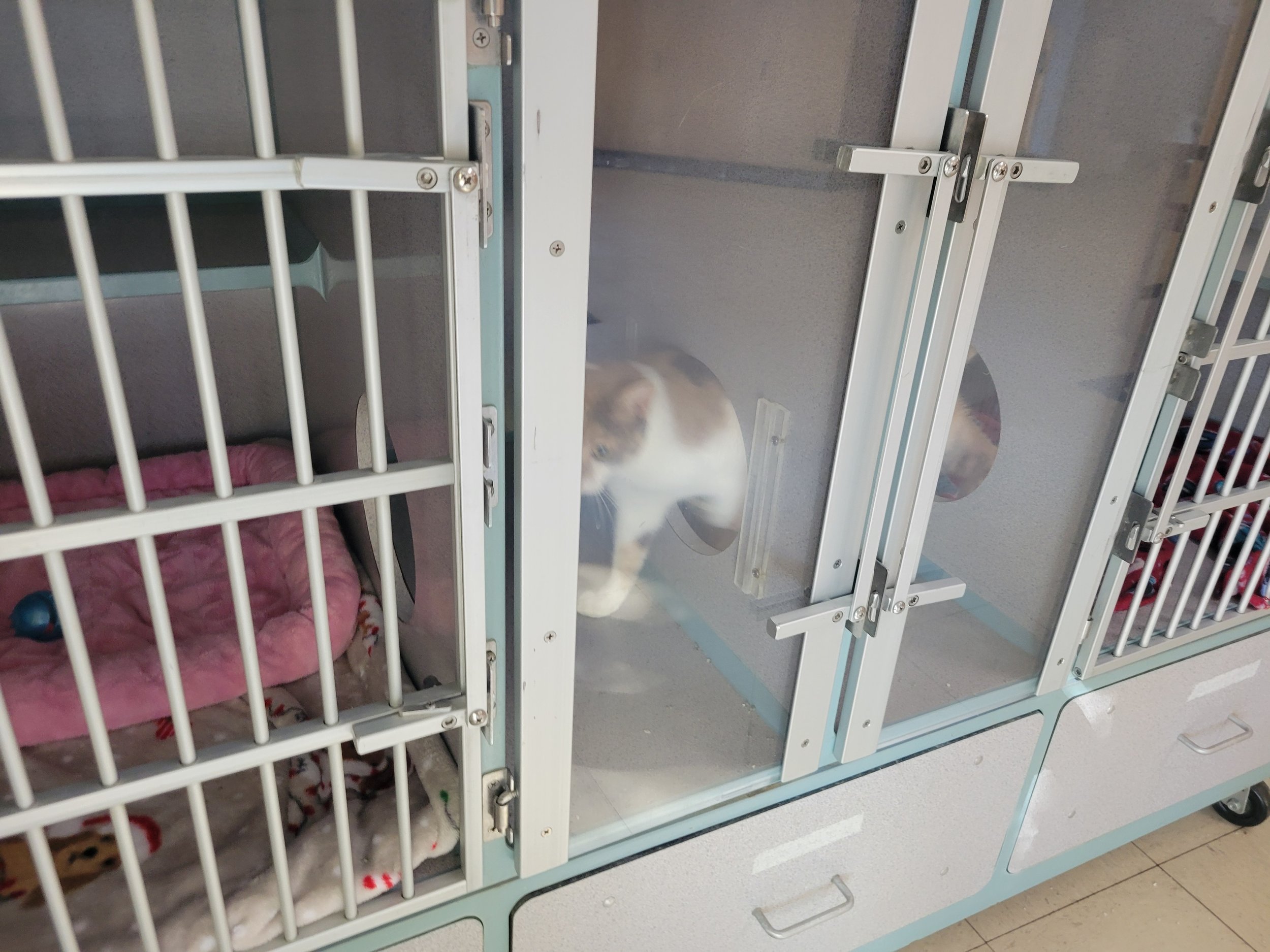 A cat inside a glass enclosure at an animal shelter, with another enclosure to the left containing a blanket and a small toy.