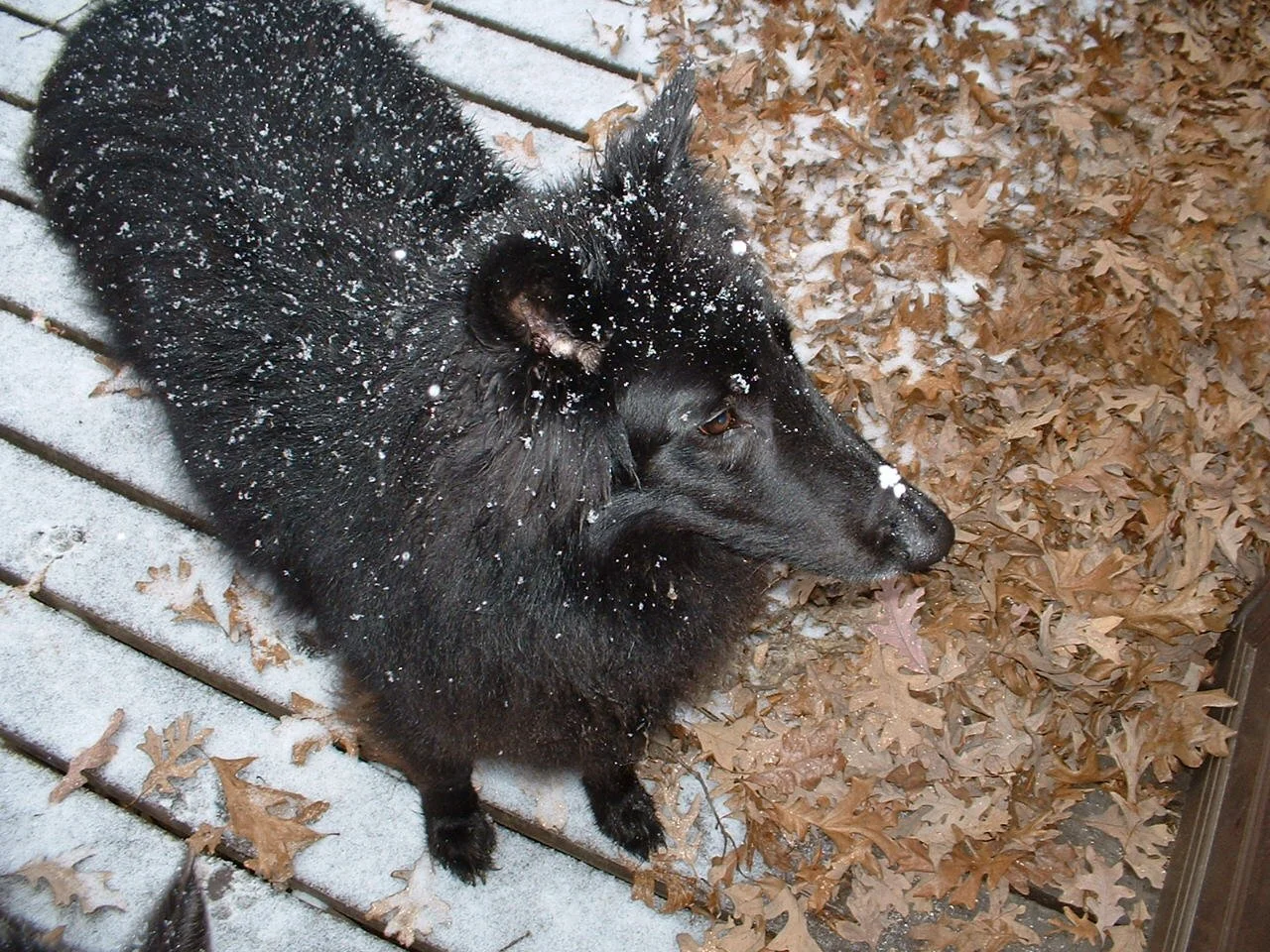 Jasper