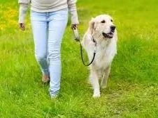 Person walking a large white Golden Retriever on a grassy field