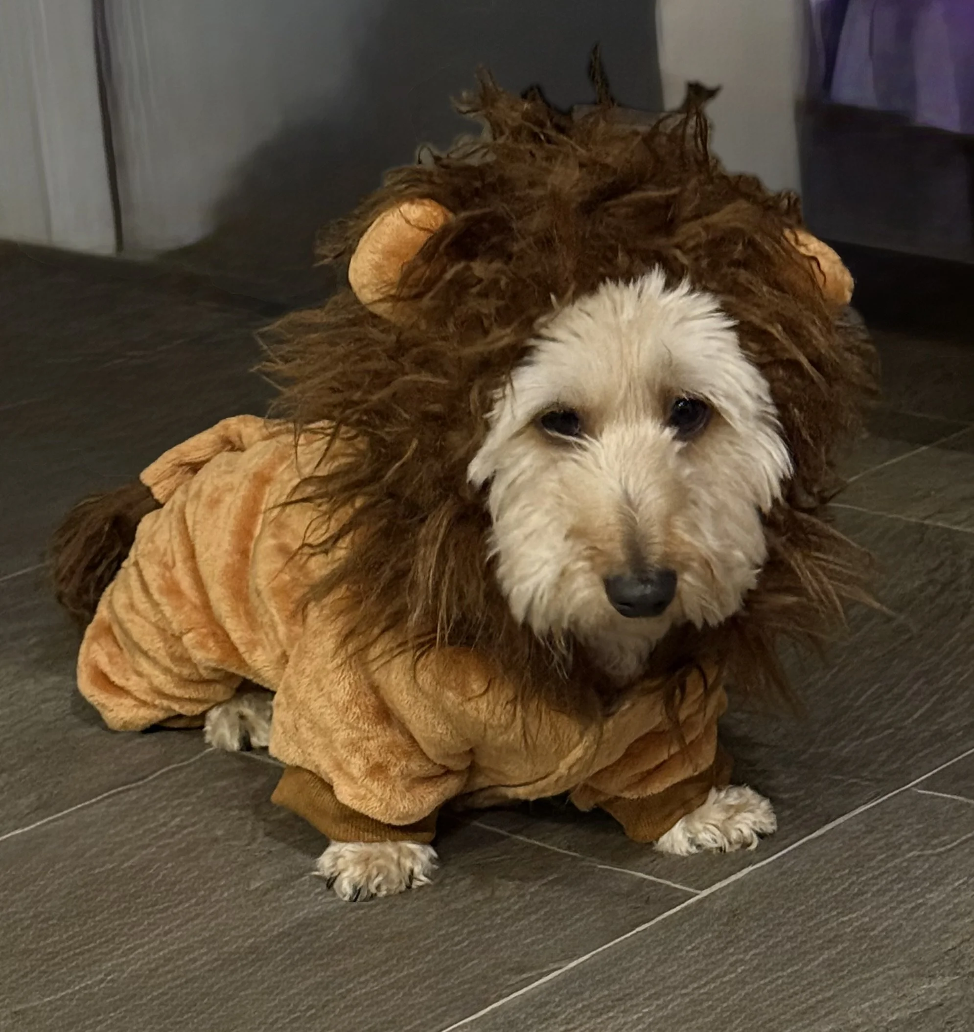 Nala - A lion