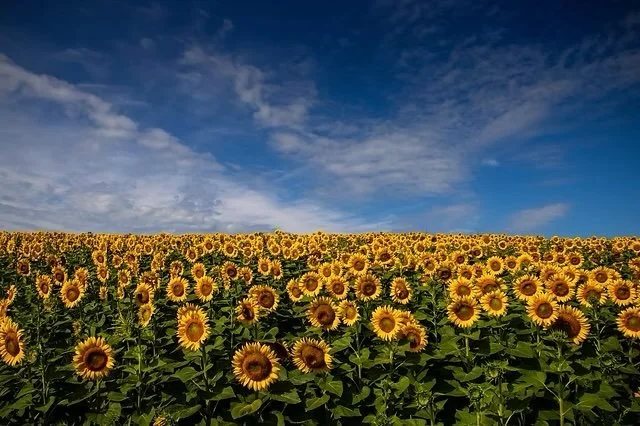 Campbell's Cross Farm Sunflower Painting