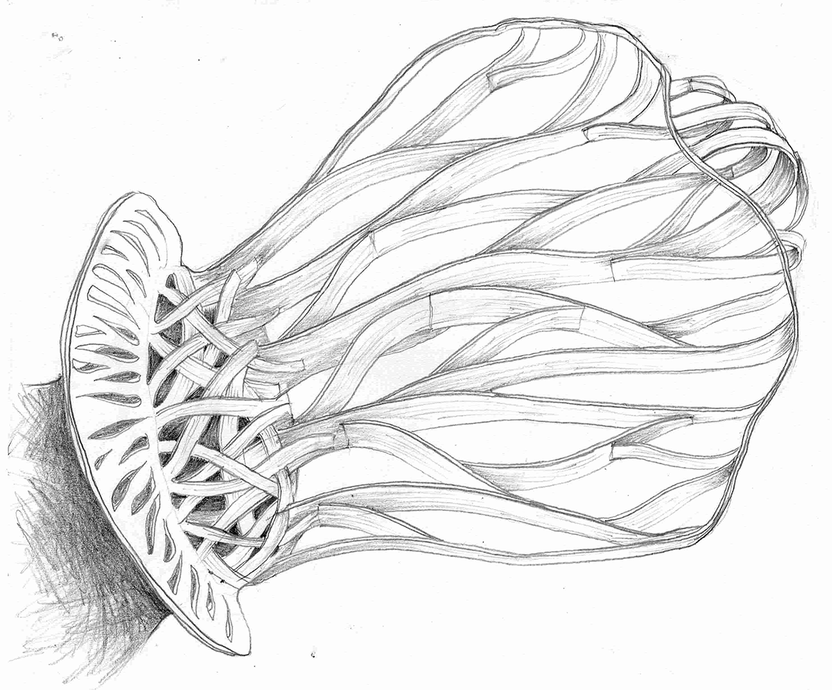 Wing design sketch, Zoa (R. Anders 2012)