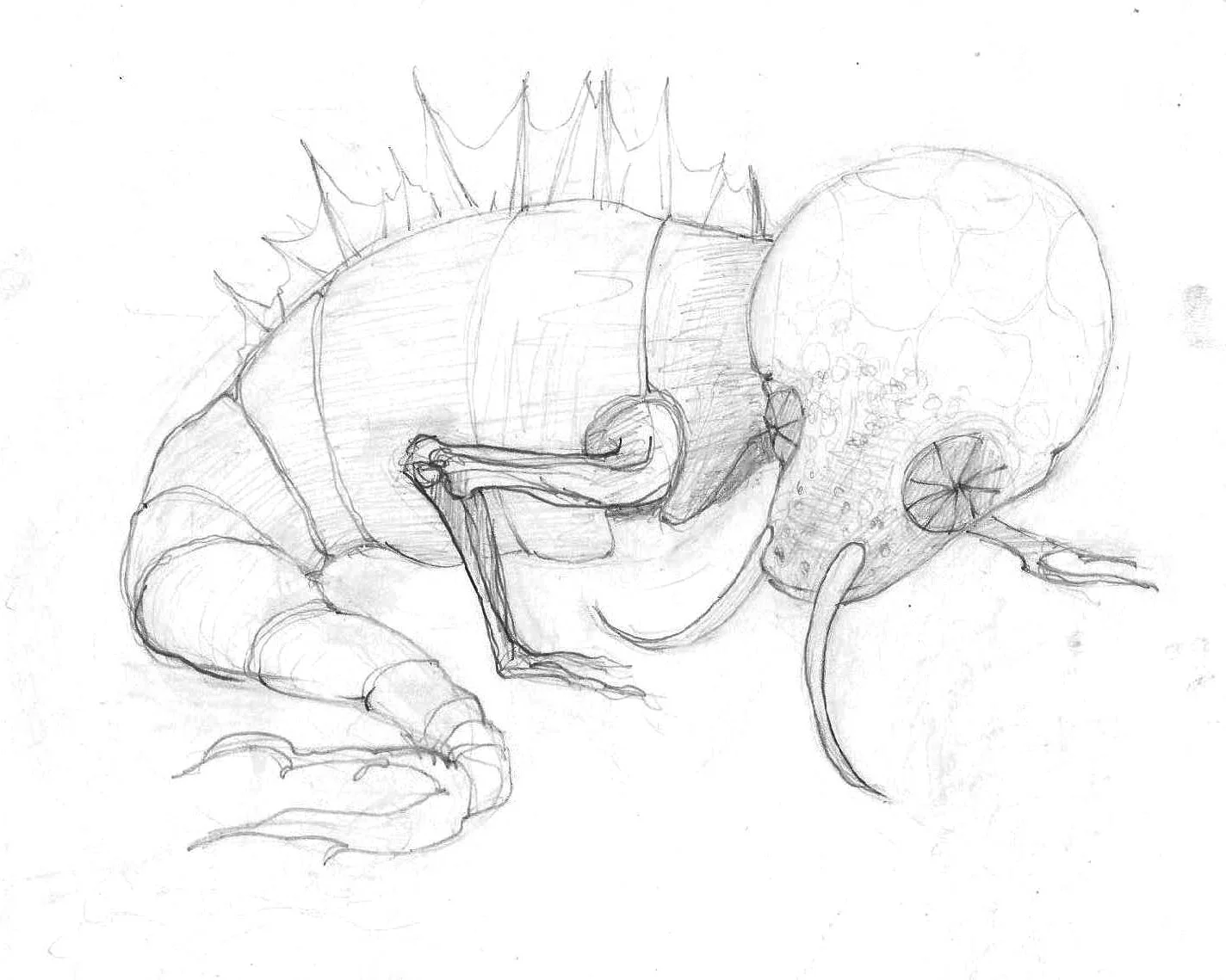FishBug_earlysketch2.jpg