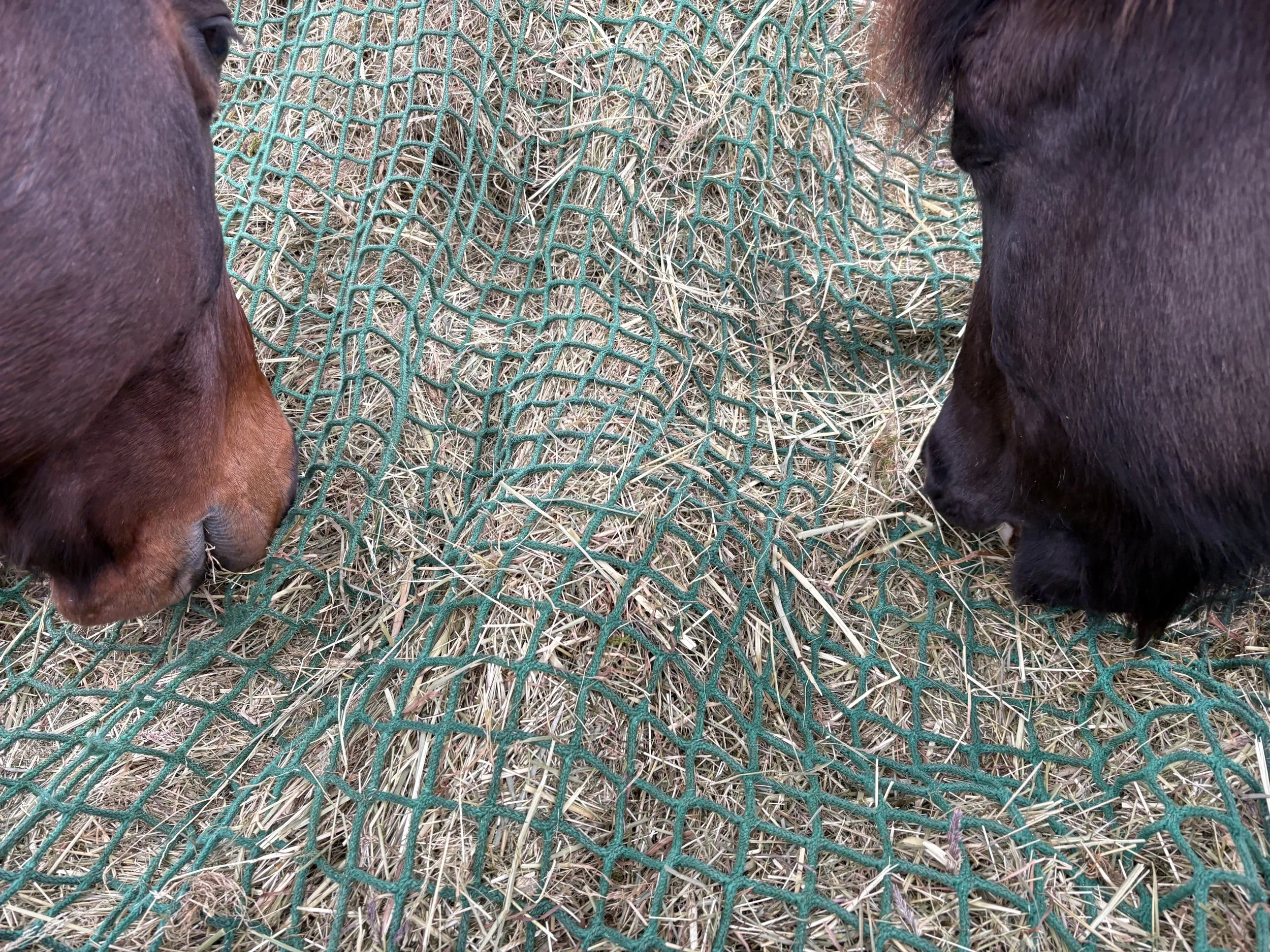 Themenvormittag Pferdefütterung