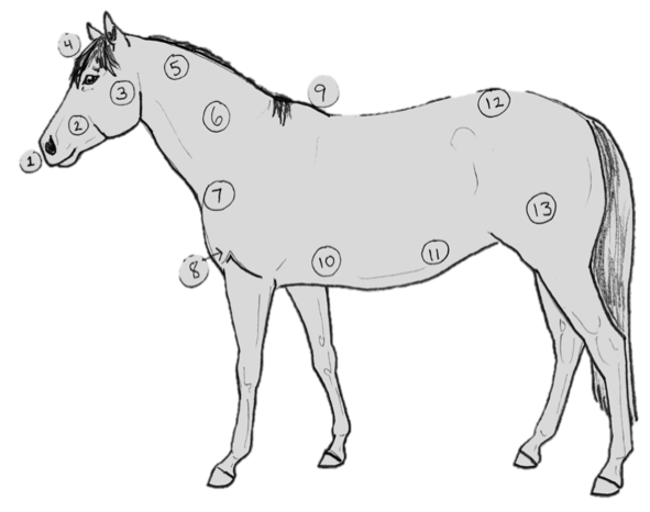 Pferdesprache verstehen