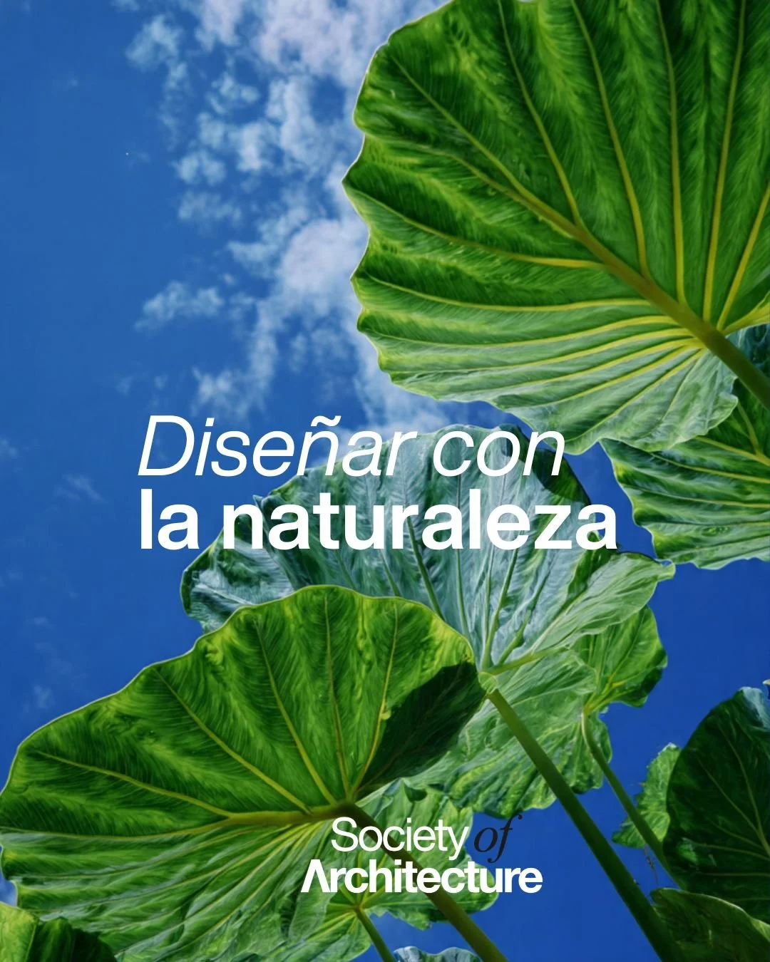 Desliza para conocer por qu&eacute; deber&iacute;as considerar esta planta en tu pr&oacute;ximo proyecto de decoraci&oacute;n.​

​🌿✨La Colocasia esculenta no es s&oacute;lo una planta en tendencia, es una aliada para crear ambientes saludables. Por 