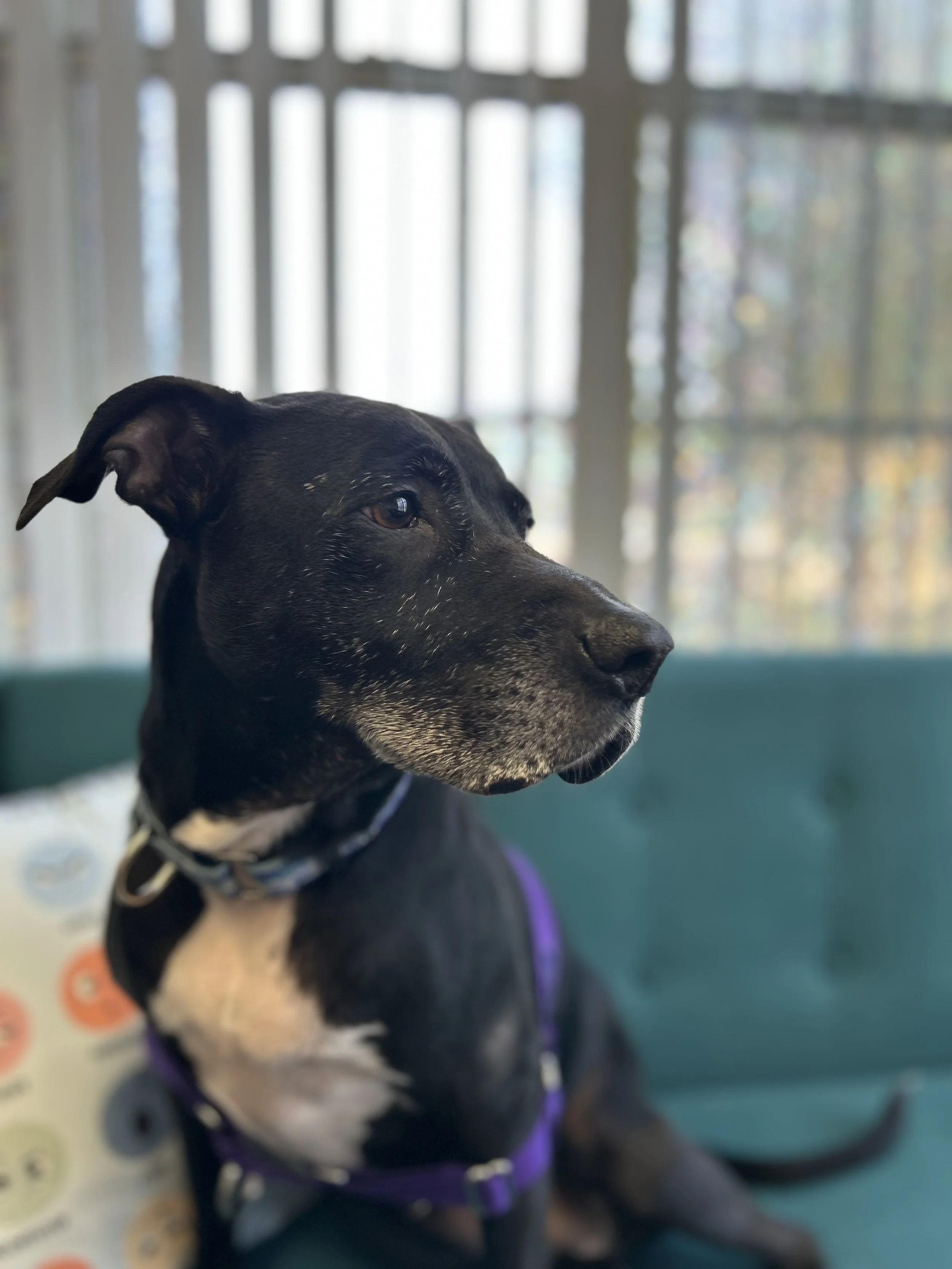 Courage the office therapy dog
