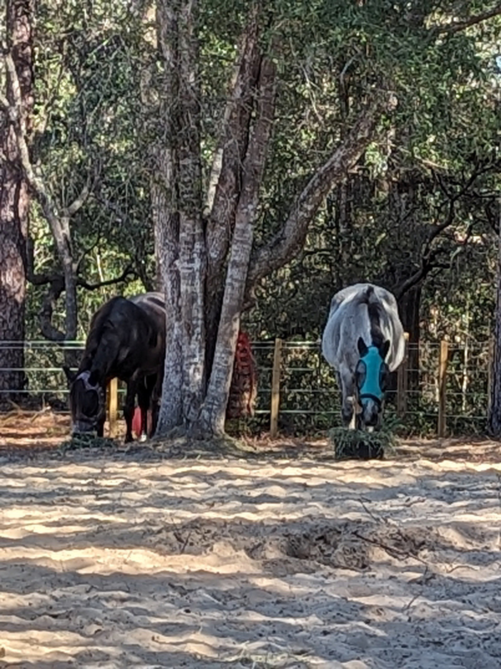 Meraki and Whisper