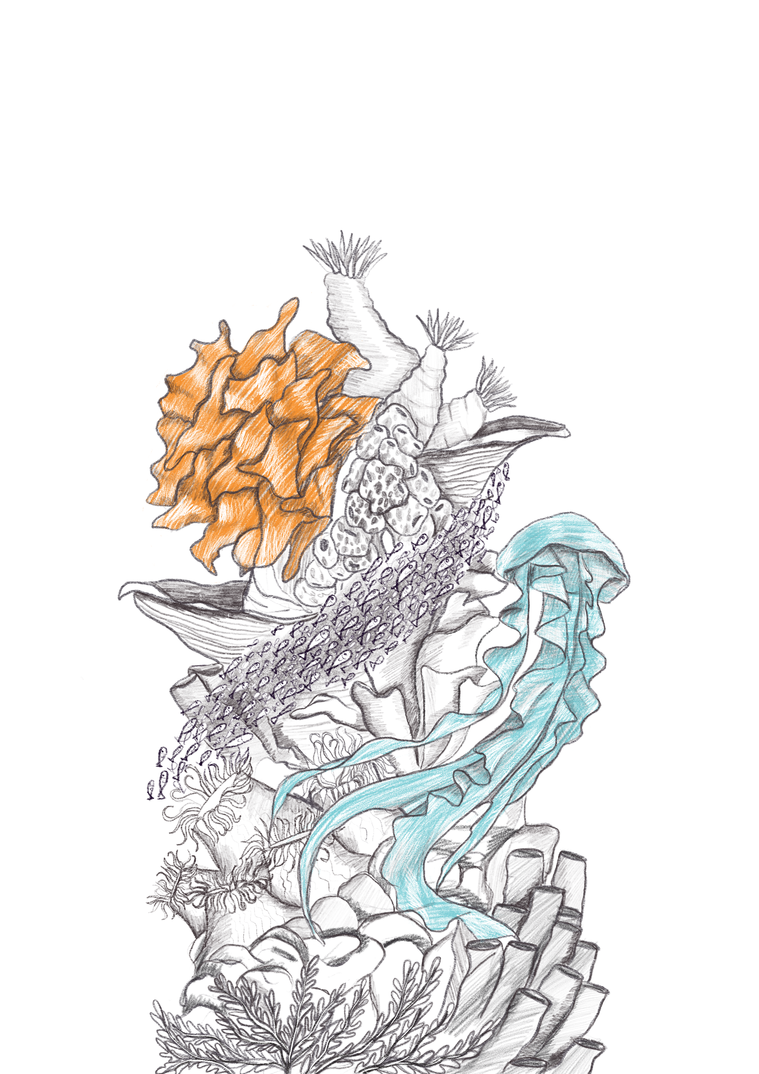 Coral 2.png