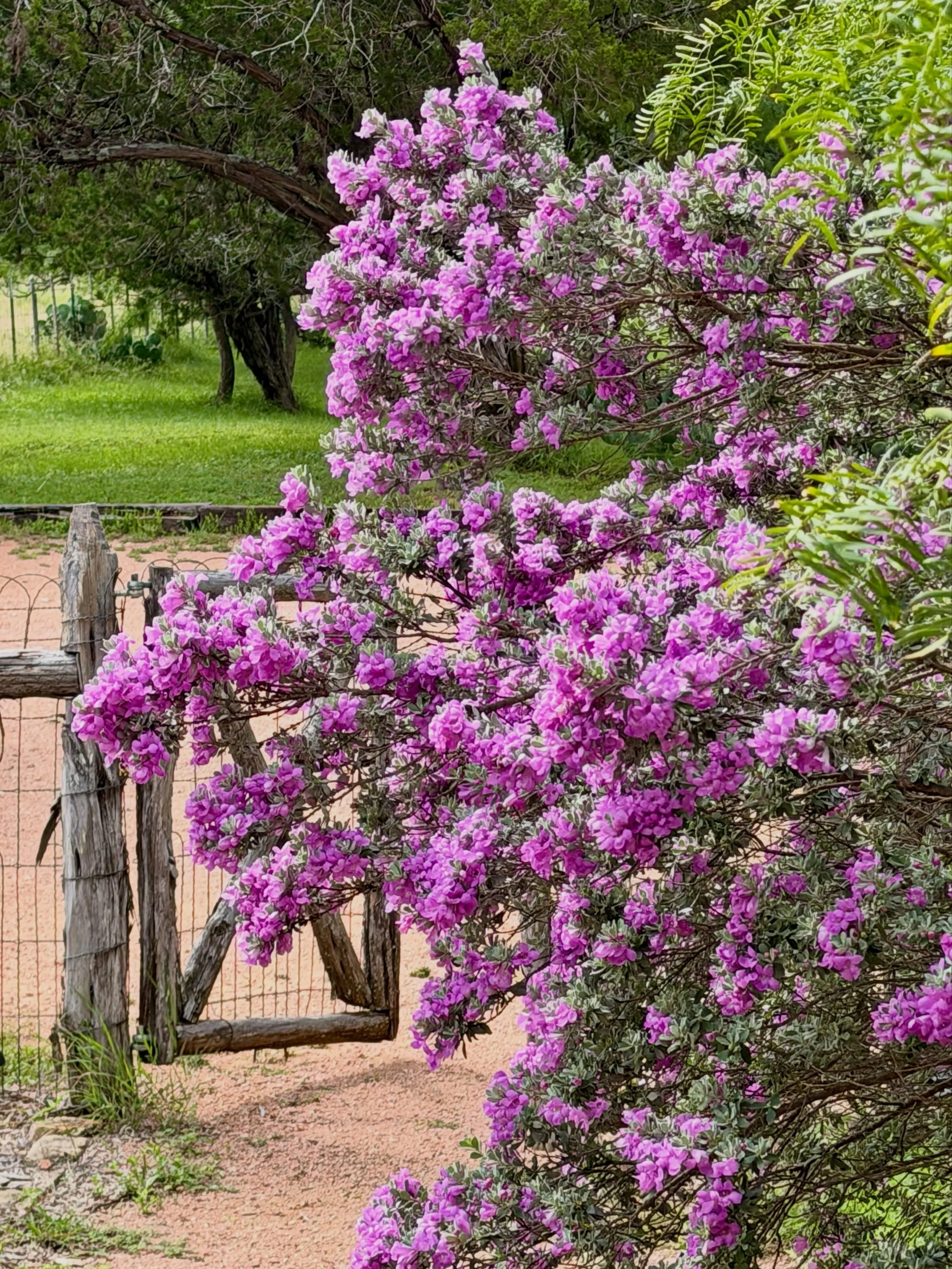 Great little getaway to the cutest place this weekend. The Magnolia farmhouse in Fredericksburg,TX- thank you, @hadiannahomes 💜💜 Got a few lifers on my bird list &amp; loved on three of the sweetest cats ever, Peaches, Paws, and Scaredy! It was ver
