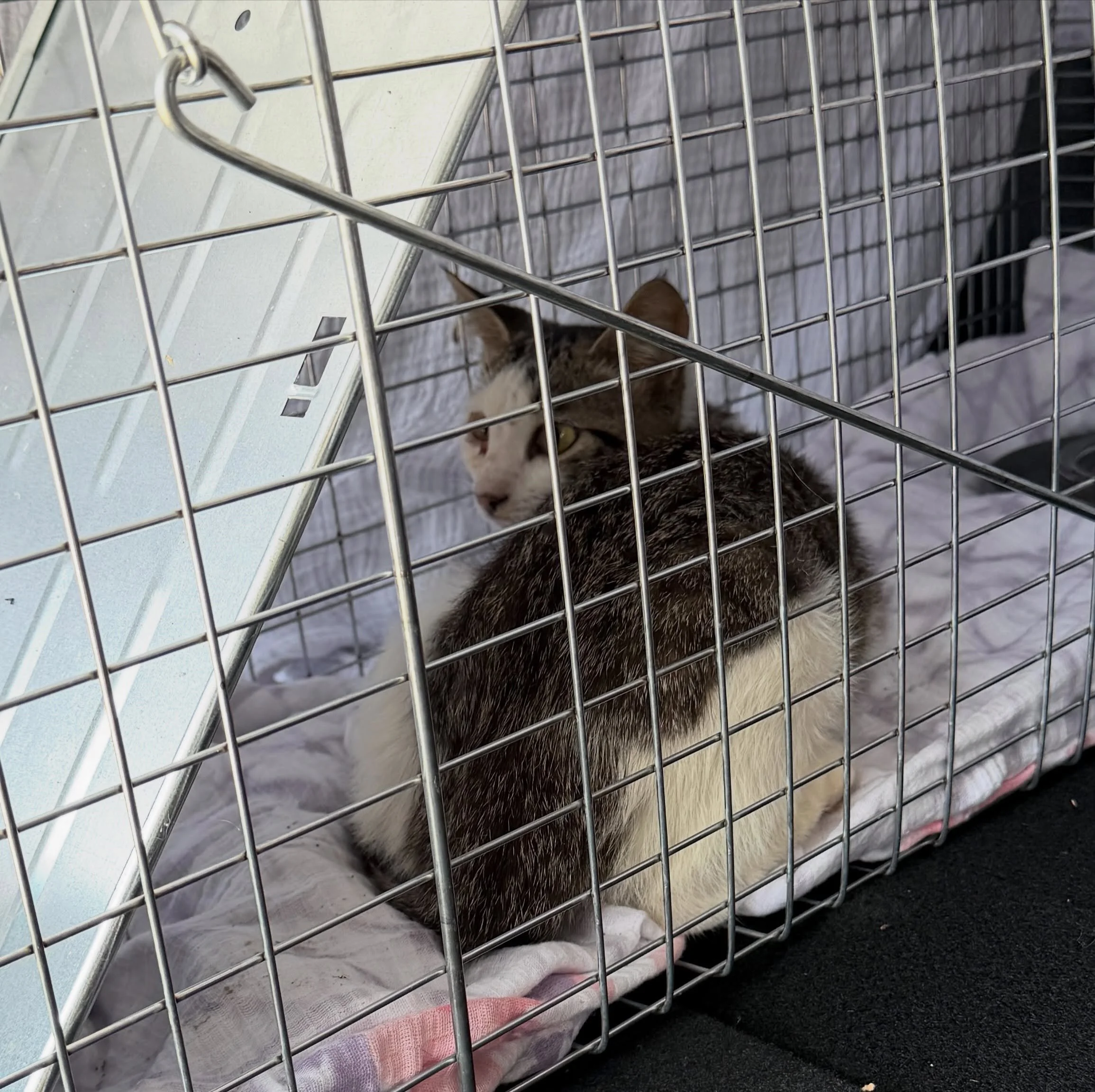 Finally trapped this sweet baby girl stray that has been living in our truck engine 😔. The vet said she is only about 12 weeks old&hellip; I just wonder how in the world she ended up here 😭. We got her all checked out at the vet &amp; she is now a 