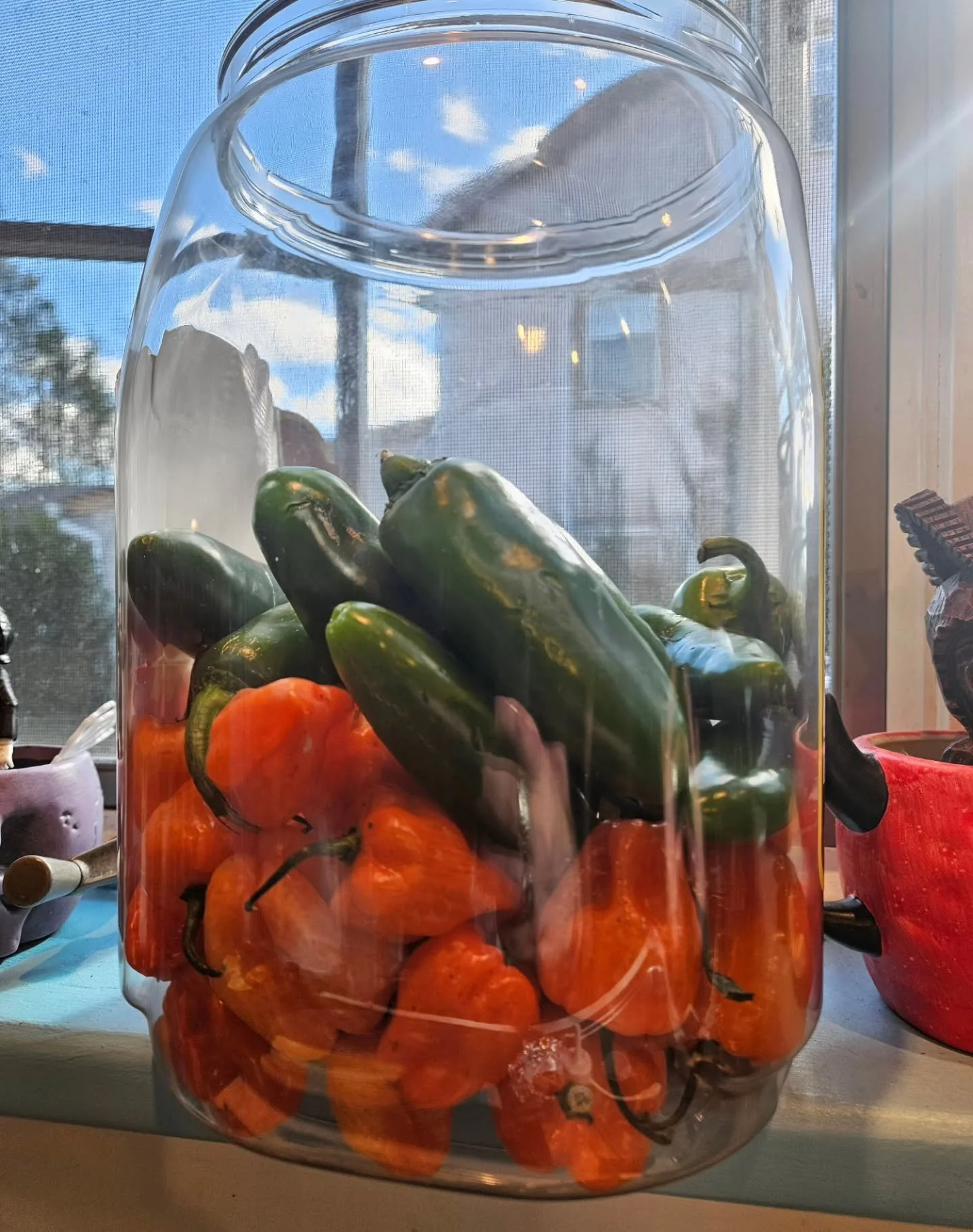 The morning light shines through our pepper tub so beautifully... looks like we have enough for one more batch of hot sauce 🌶️🥵 We'll be at The Great All Nighter (@theperksdept) on 11/28 and Moonlight Market (@moonlightmarketli) on 12/6!!

#peppers