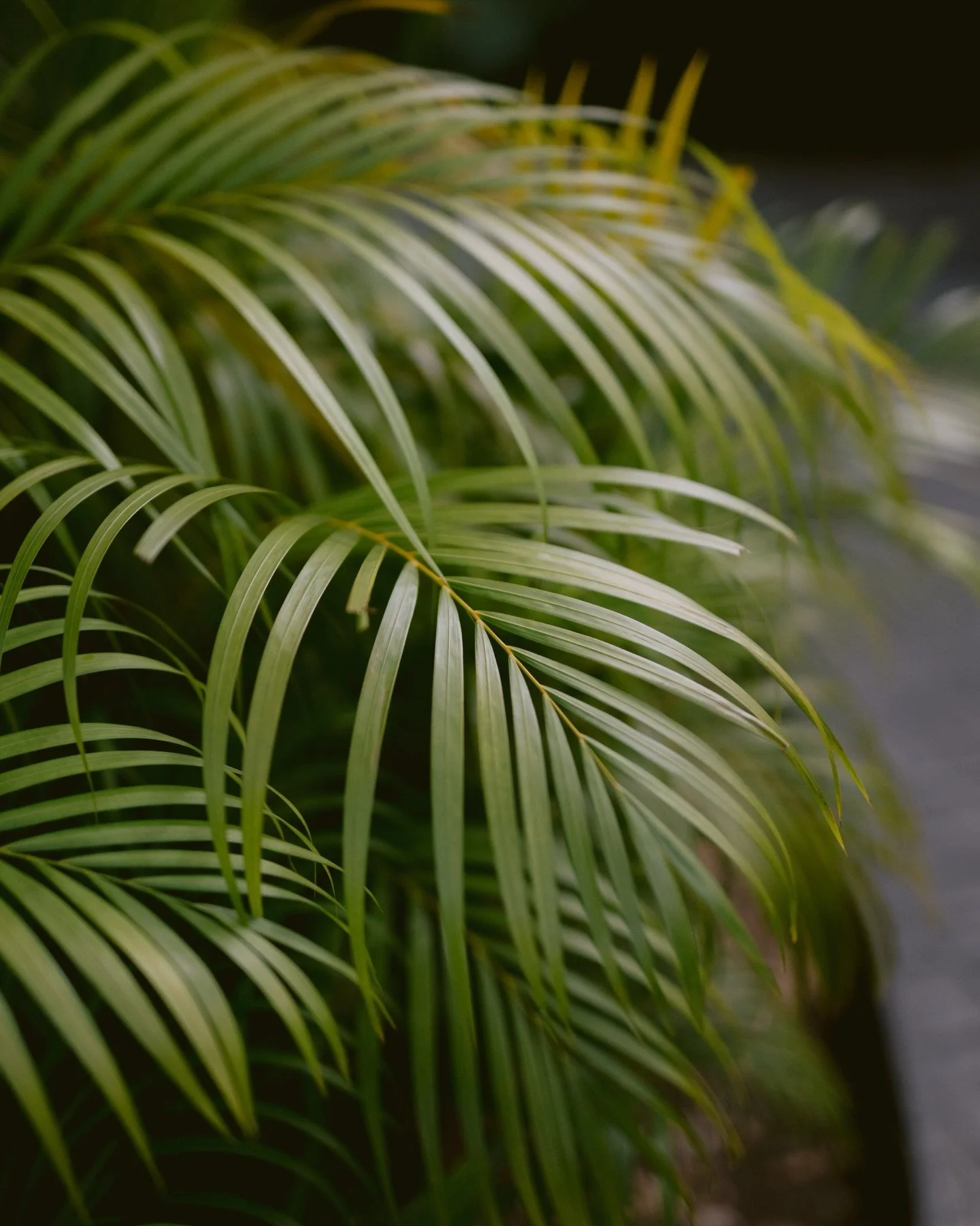 The morning where forever begins.
Soft light, quiet nerves, and love settling in before the vows.

Venue: @jardindelmarcancun
Hotel: @fairmontmayakoba
Decor: @lineluxrentals
Florals: @griselserranoflorals
Hair &amp; makeup: @danidelgadomakeupartist