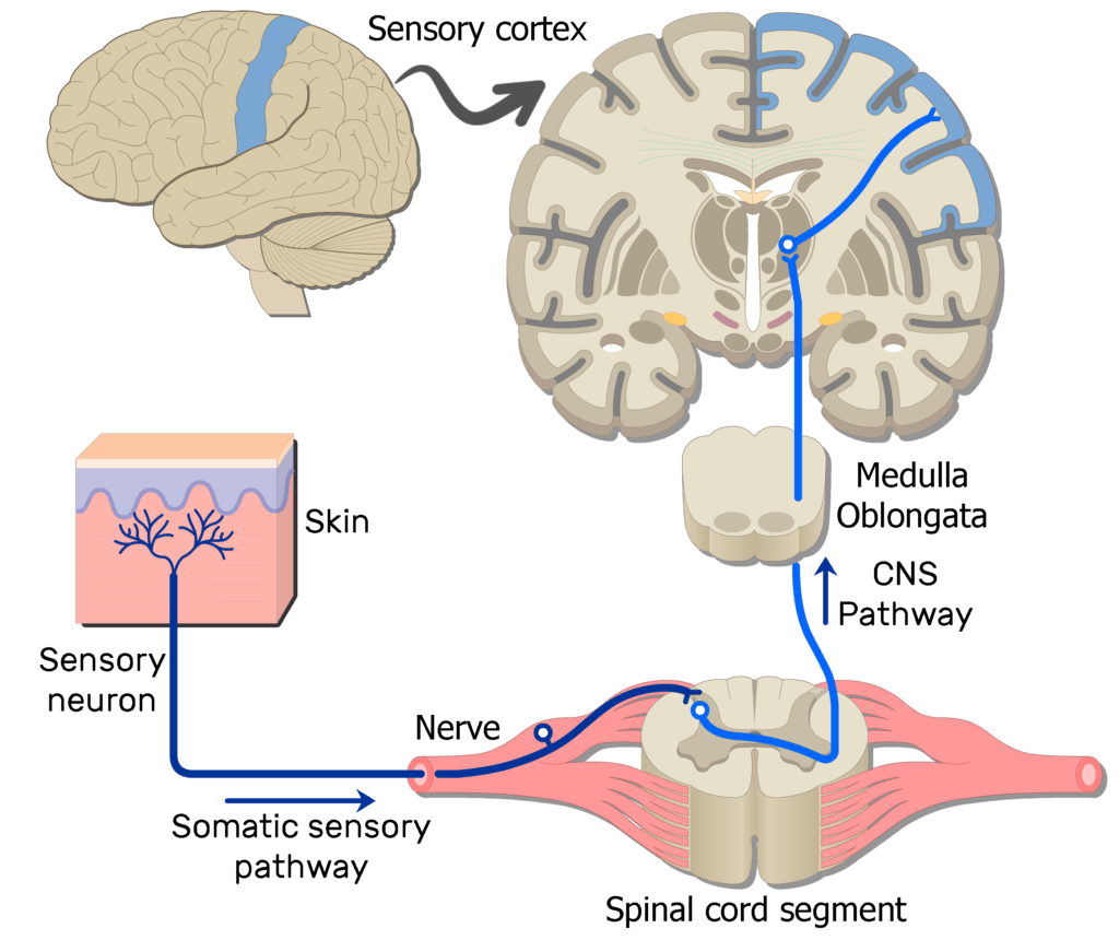 Pain-stimulation-imageSkin20001-Sensory-pathway-Sample-Somatic-Nervous-System-Pathways.webp