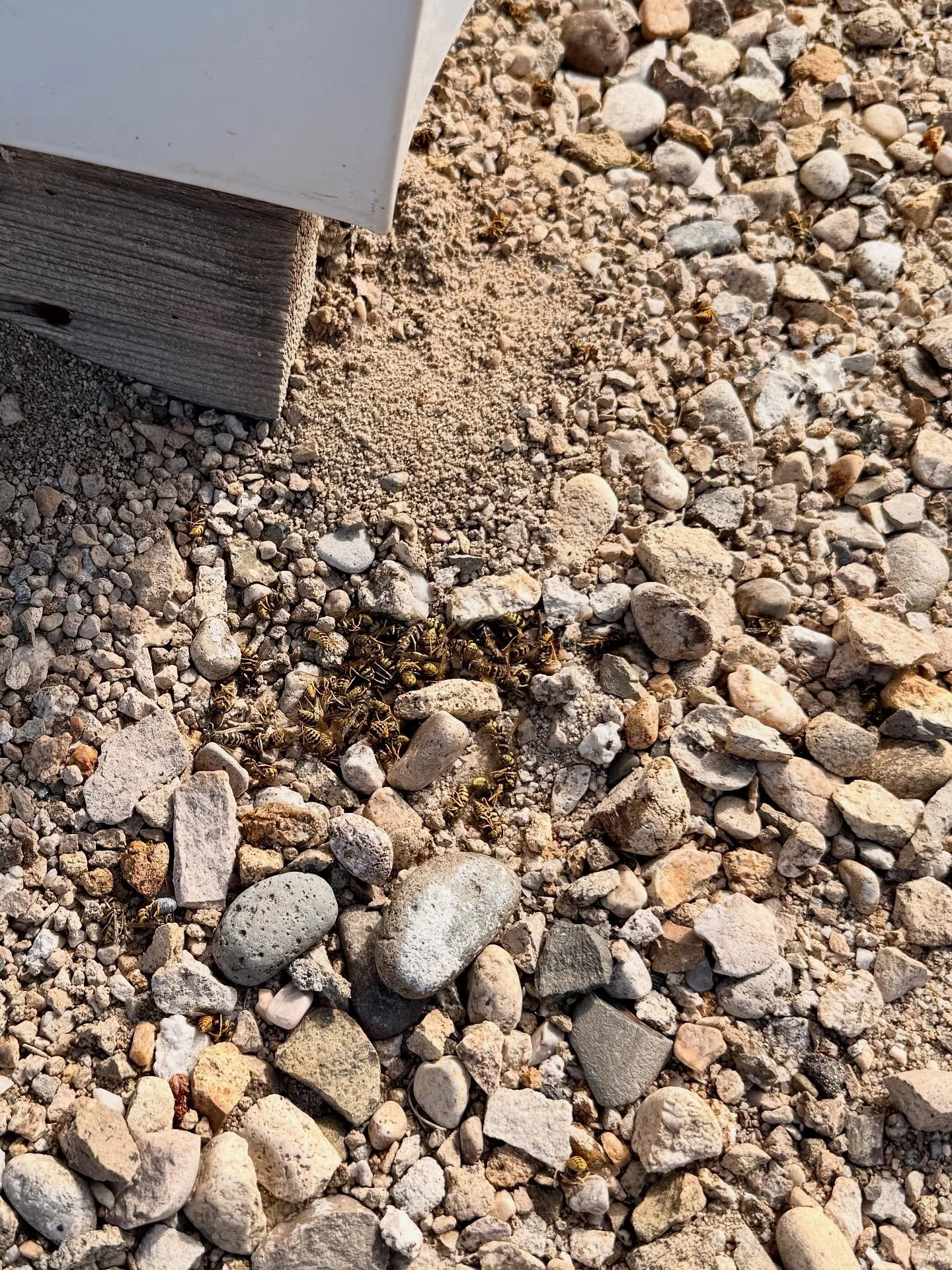 This homeowner called us out because their backyard shop was swarming with hundreds of wasps and it was nearly impossible to even walk inside. After inspecting the property we found a large underground wasp nest and treated it on the spot.
When we c