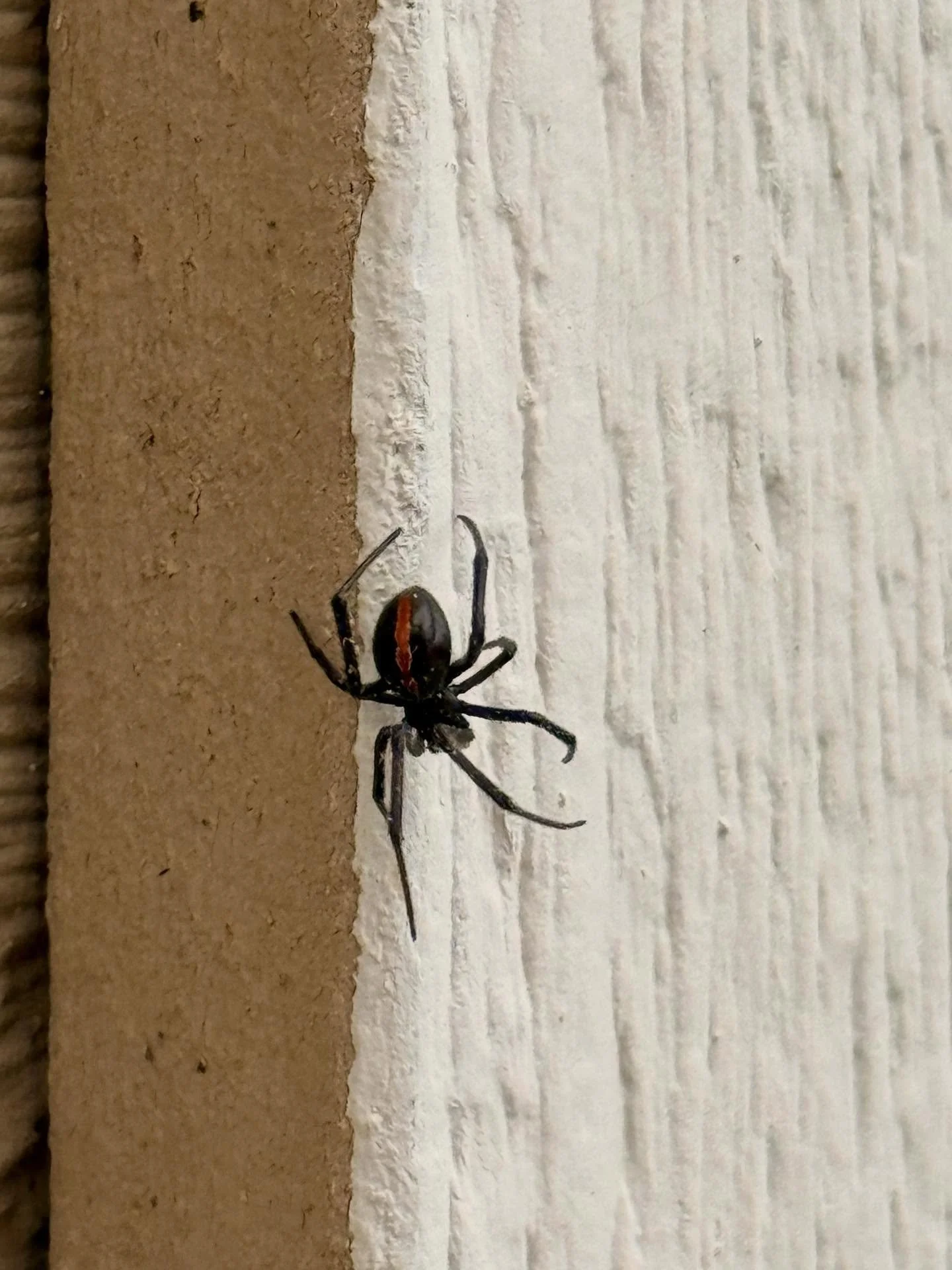 This past week we spotted our first Western Black Widow of the season on a home, and we’ve already had a couple of calls out in the Kuna area.
As temperatures cool, spiders look for warm, sheltered spots which often means your home. If you liv