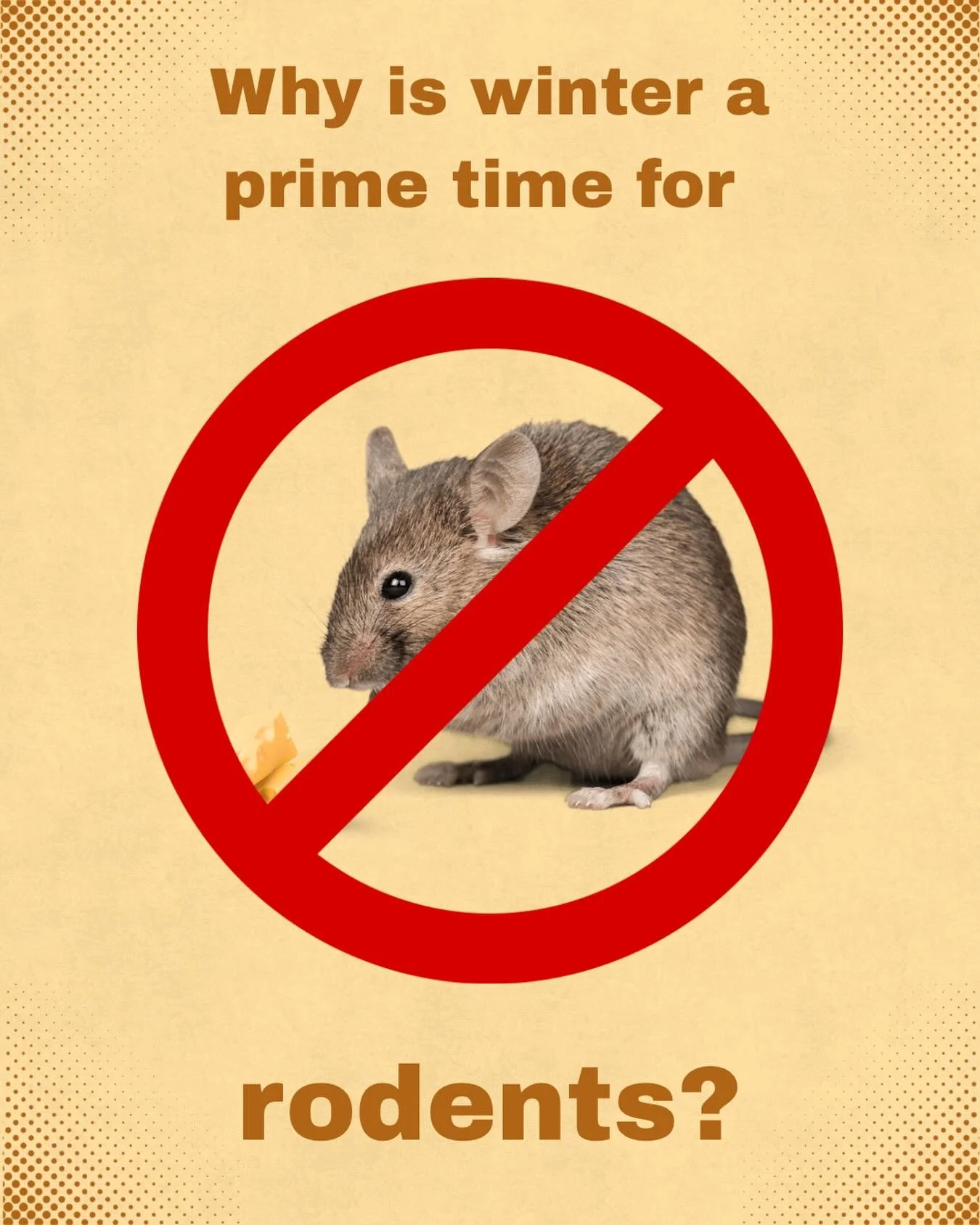 Winter is PRIME time for rats and mice. Harsh cold, frozen water, and limited food outside drive them straight into homes and buildings searching for warmth, shelter, and easy meals.
Don&rsquo;t let your home become their winter getaway. If you&rsquo
