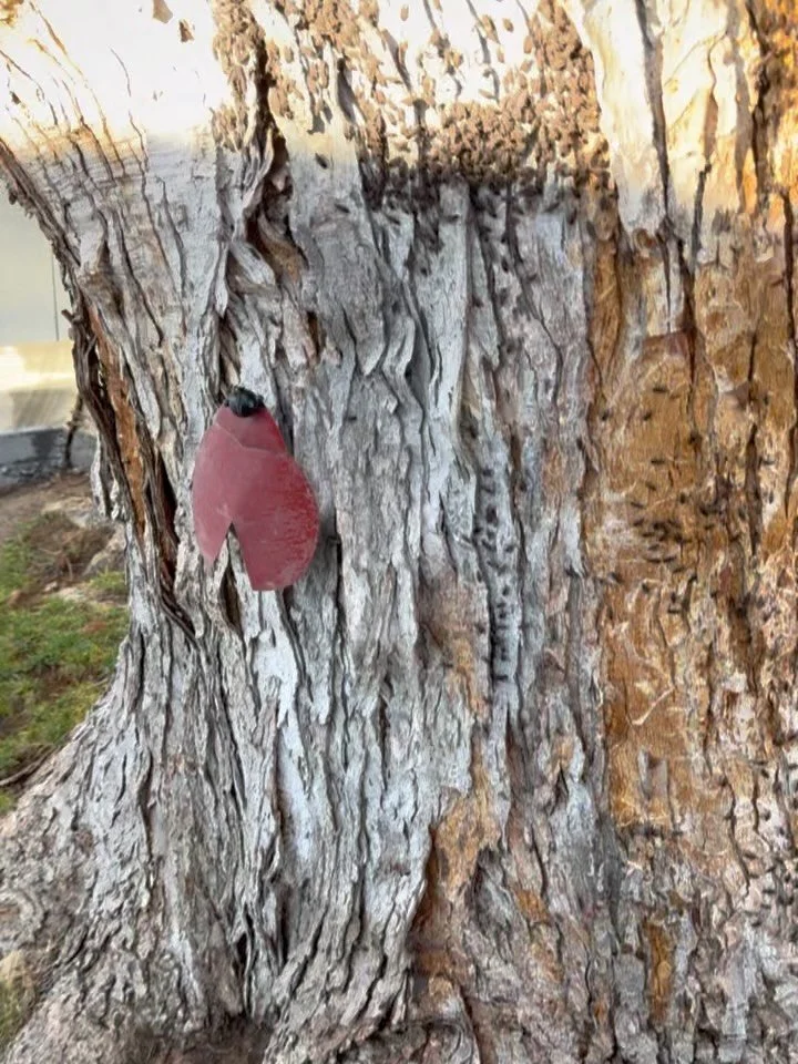 Those black and red bugs taking over? Yep, we handle those! 👊
Box elder bugs love feeding on box elder, maple, and ash trees 🌳 and when temperatures shift, they try to move inside in large numbers. While they don&rsquo;t cause structural damage, th