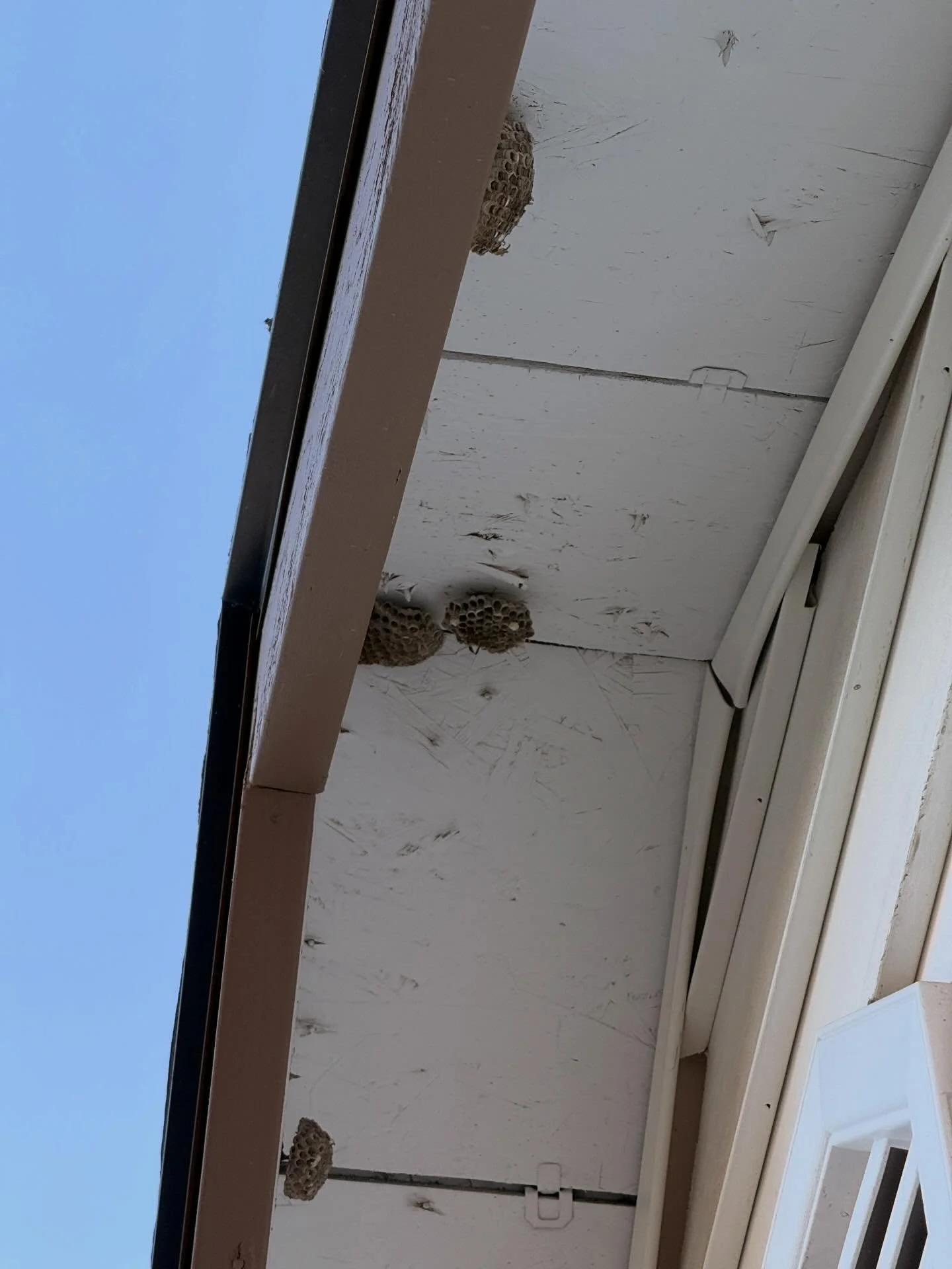 The temps are rising&hellip; and so are the wasps 🐝☀️

If you&rsquo;re starting to see them around your home, now is the time to act before nests get bigger and more aggressive. Wasps can quickly turn your yard from relaxing to stressful 😅

At Bati