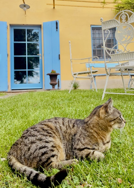 pet_photos_015.png