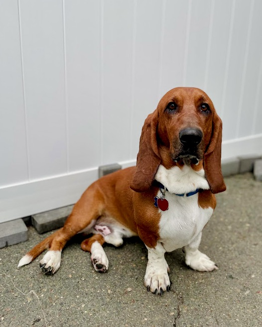 pet_photos_094.png