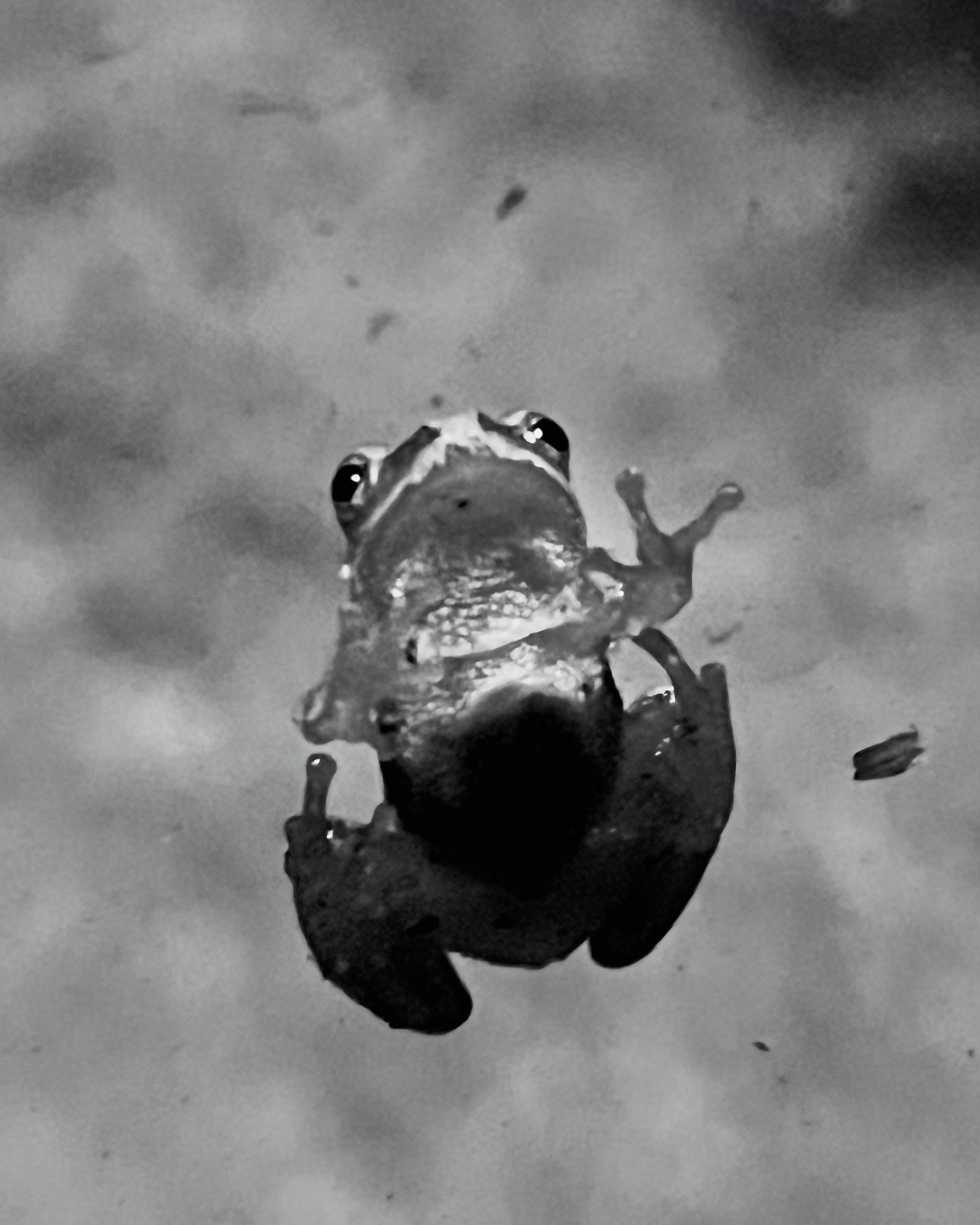wildlife_photos_012.png
