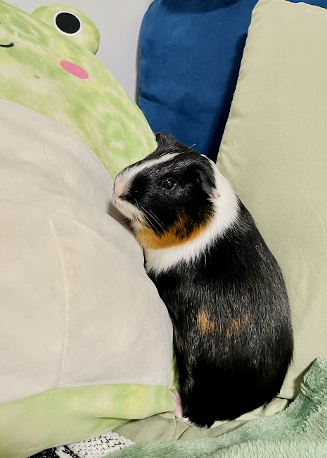 pet_photos_170.png