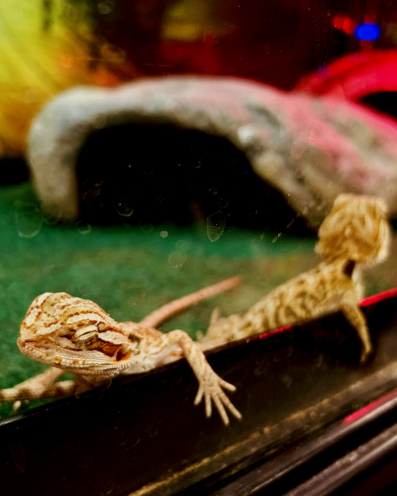 pet_photos_006.png